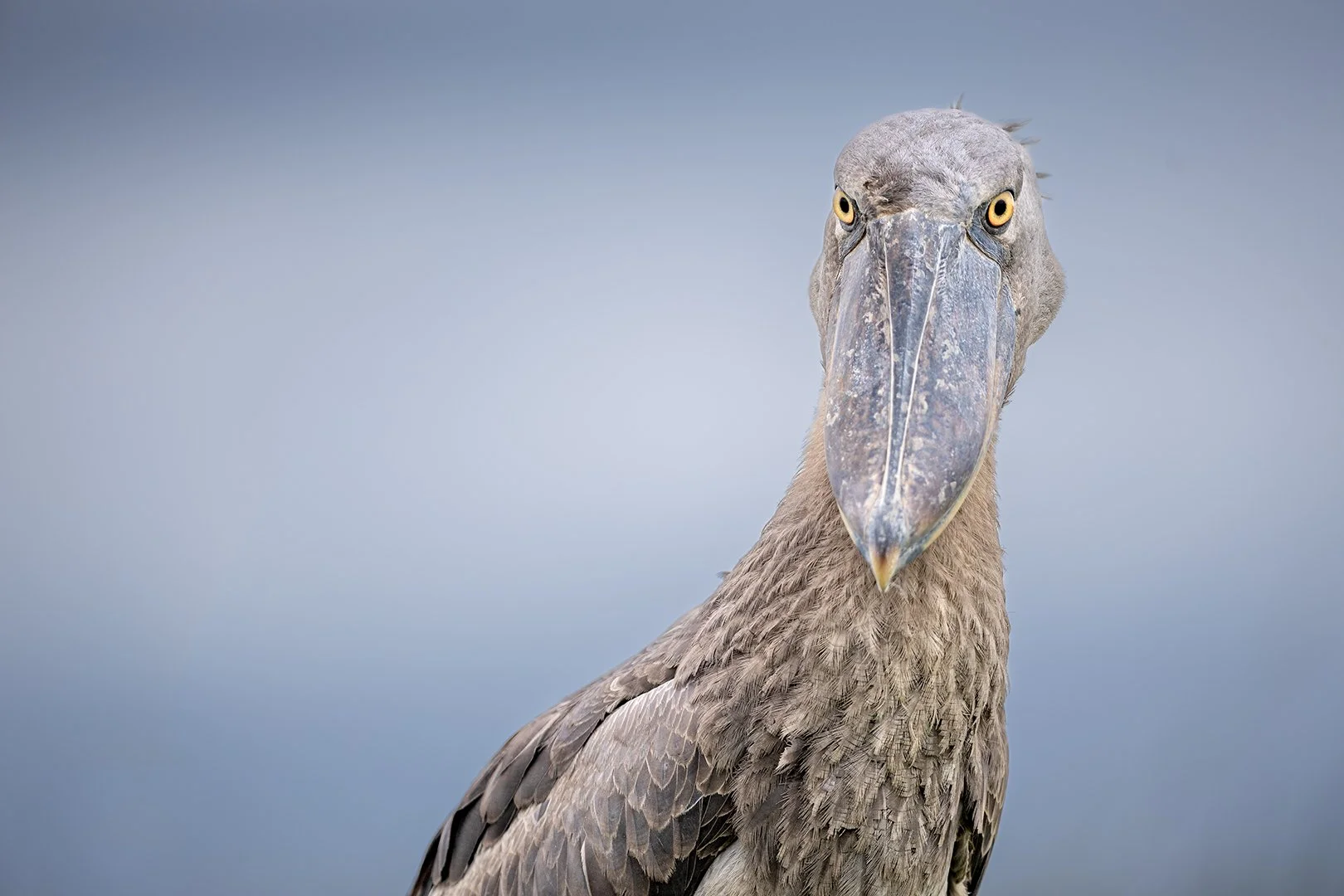 Shoebill stork