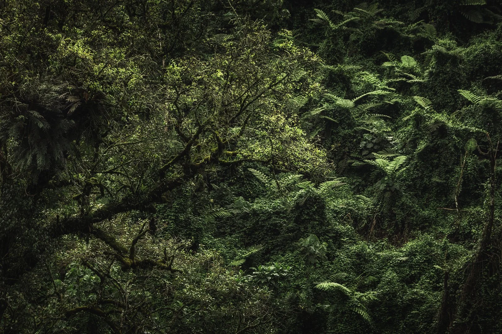 Impenetrable forest, Uganda