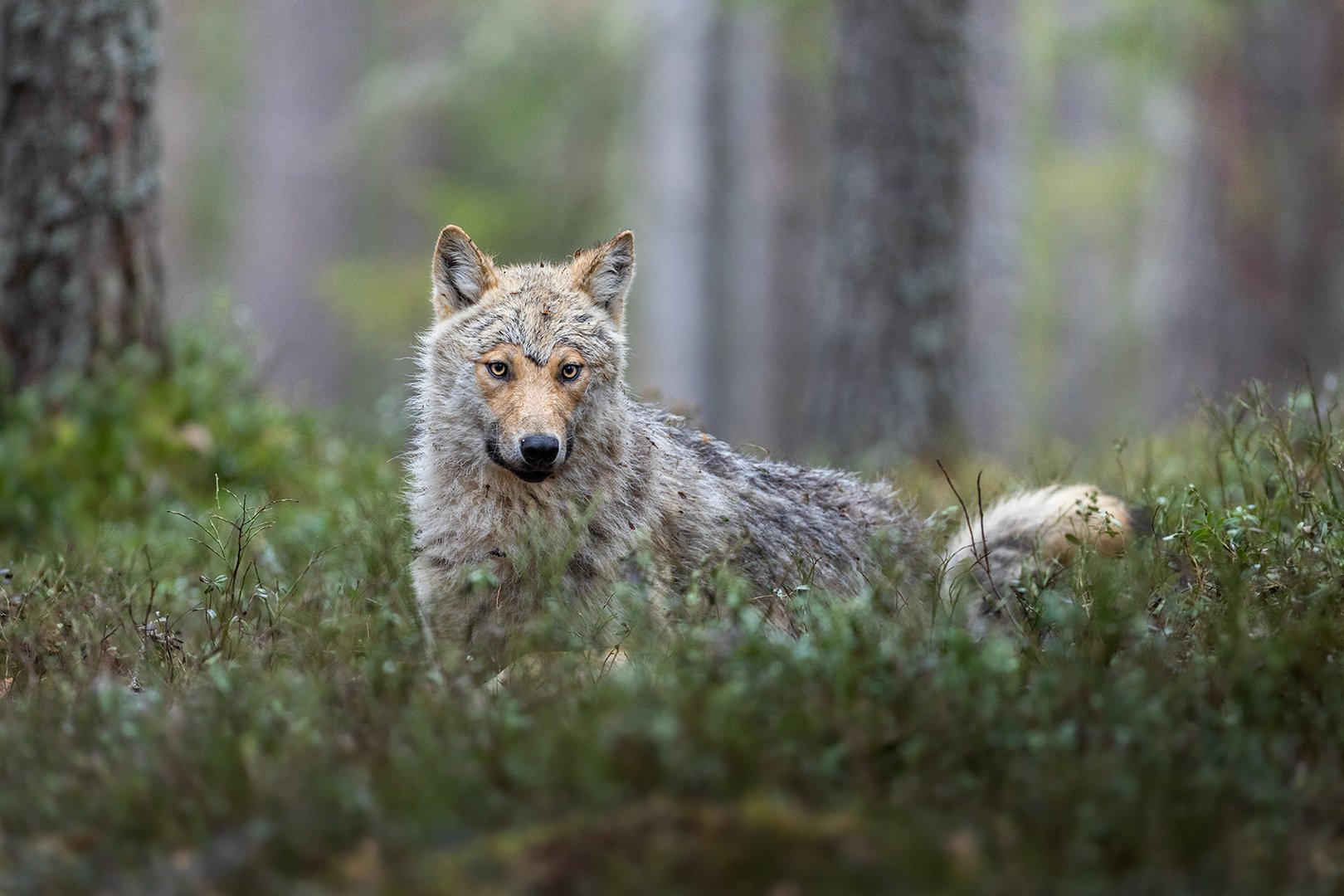 Young wolf in Finland