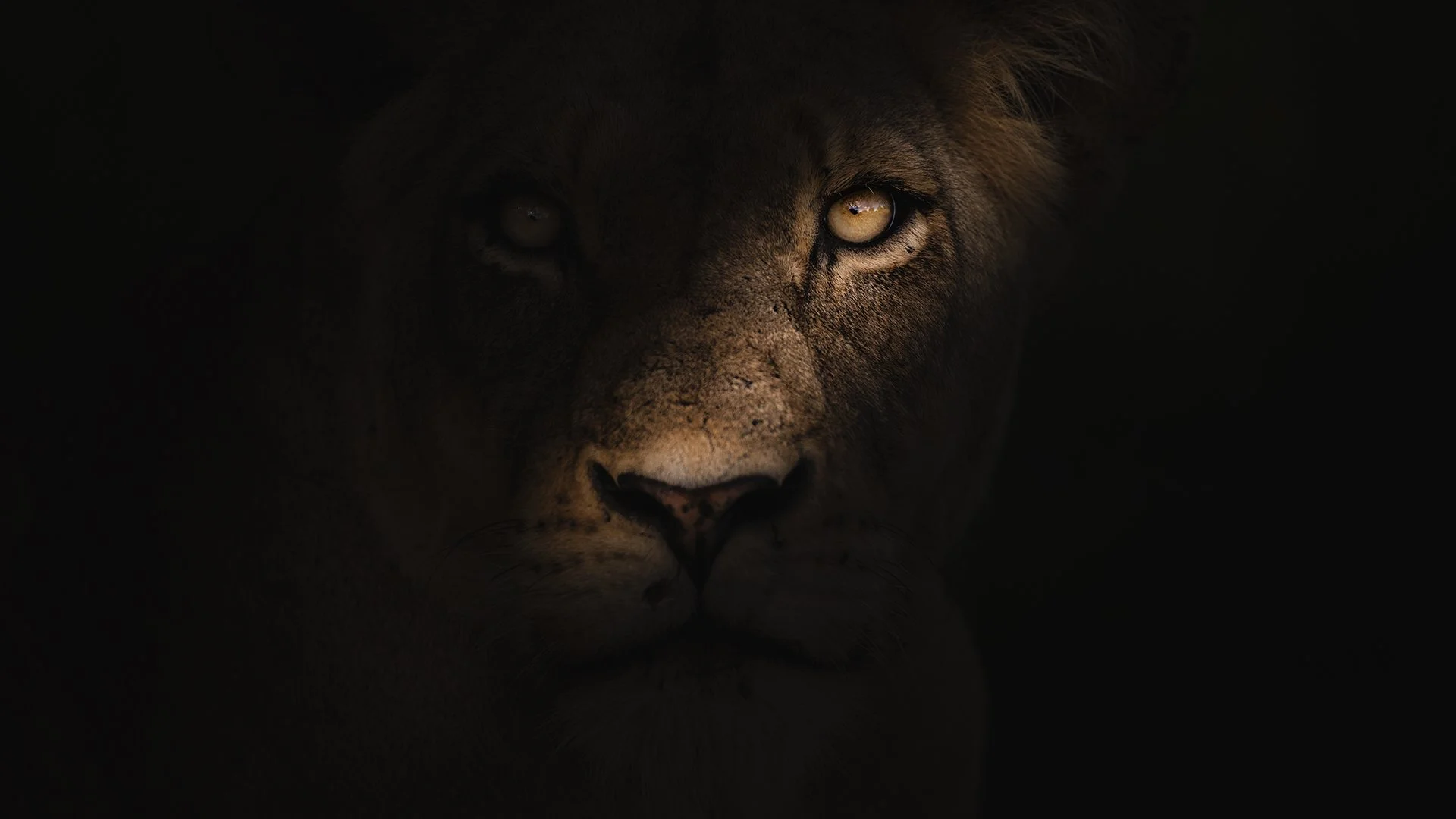 Ray of light, Kruger National Park