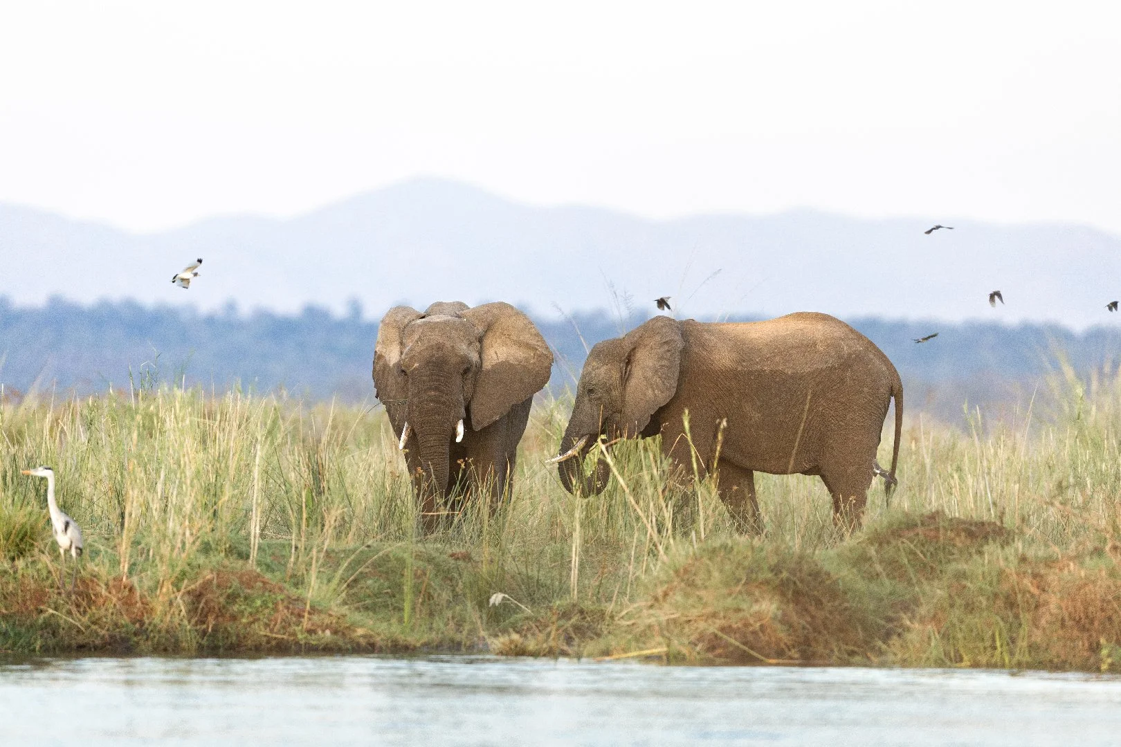 Wetlands of Zambezi River