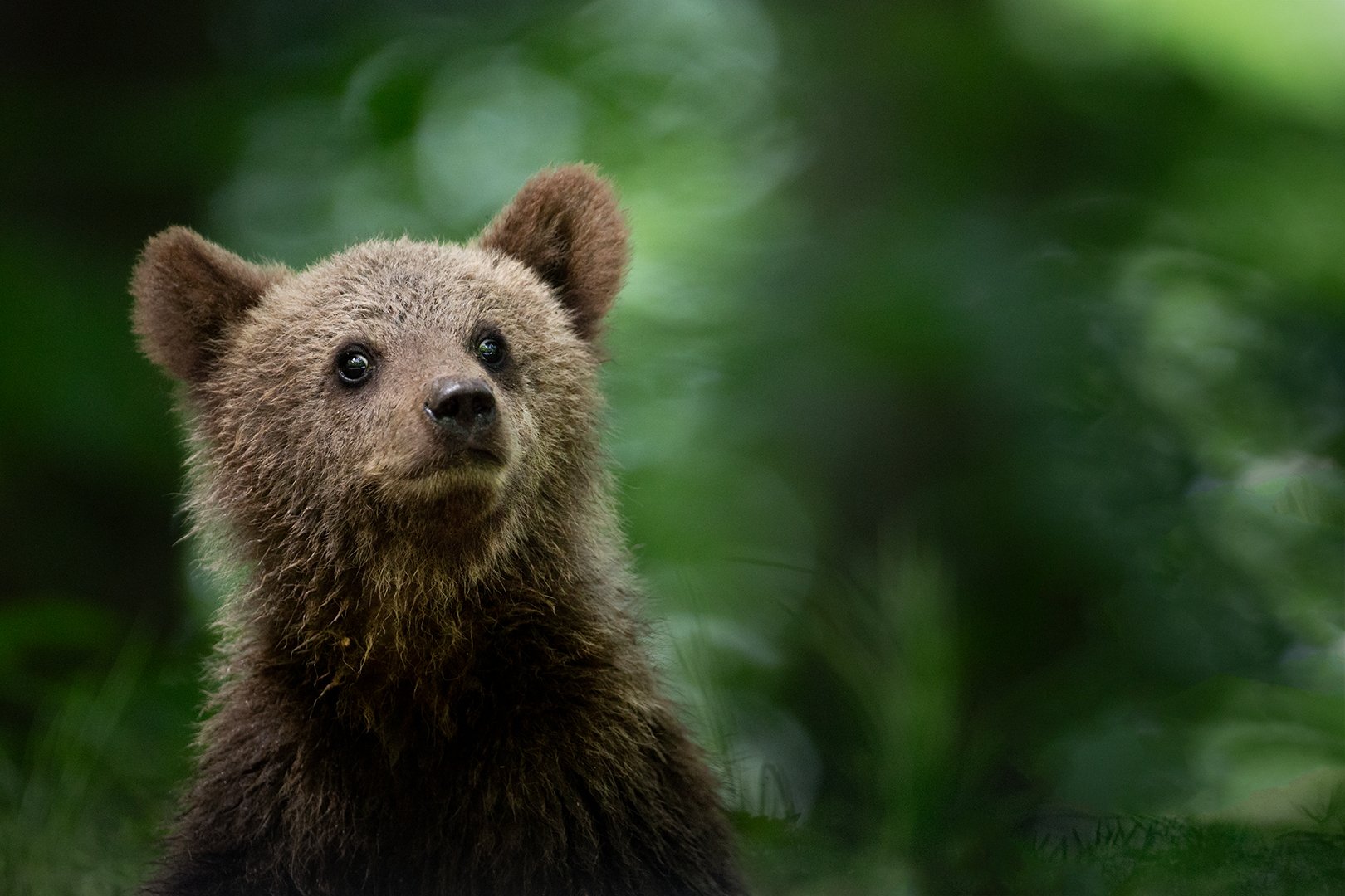 Bear cub in Carpathian mountains