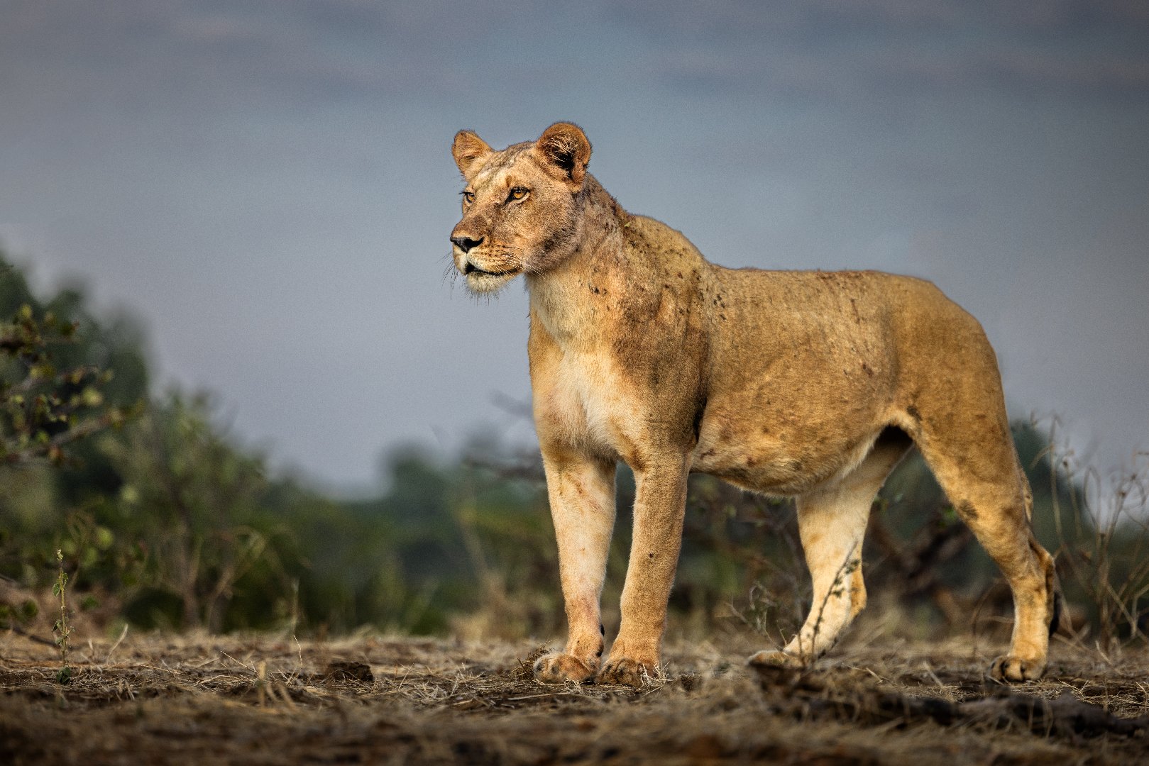 Lioness in Lower Zambezi National Park