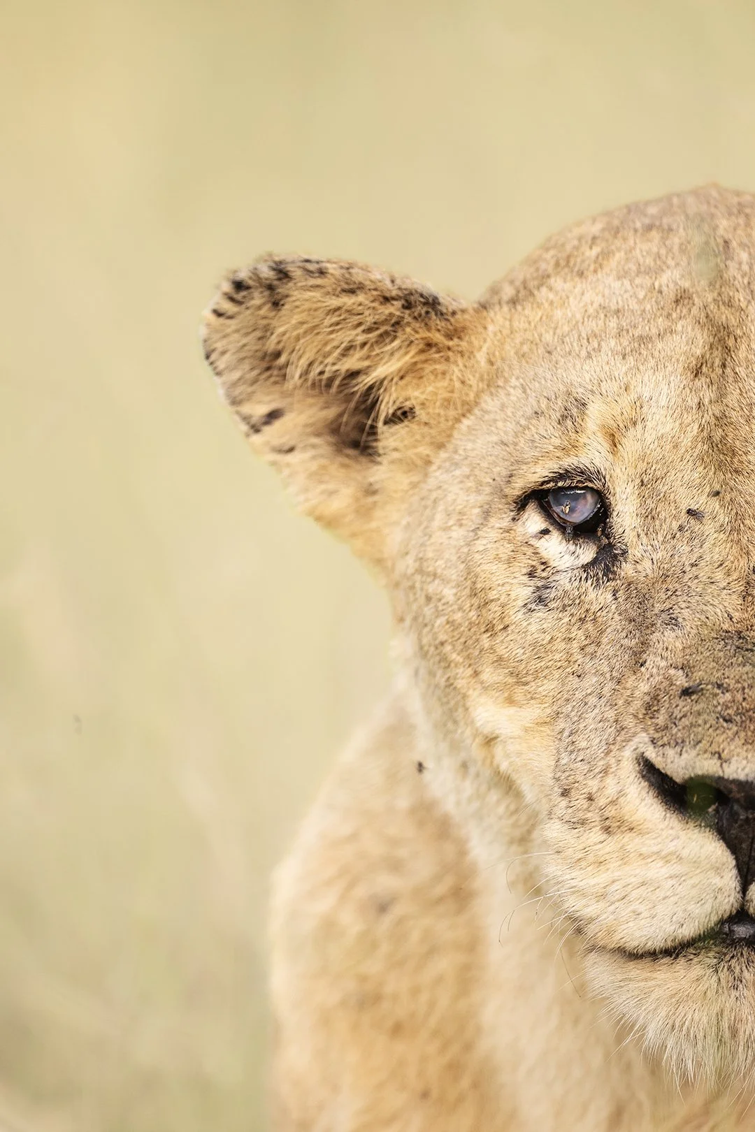 Old lioness in Kruger National Park