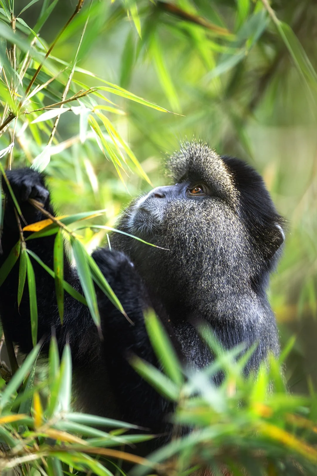 Mghainga golden monkey