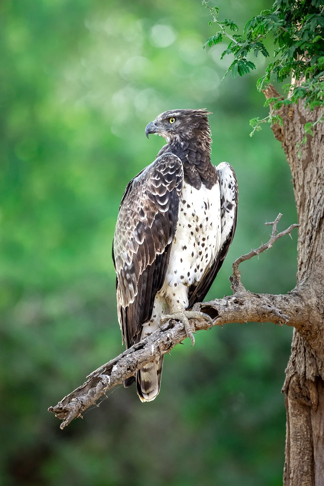 Martial Eagle, Lower Zambezi National Park