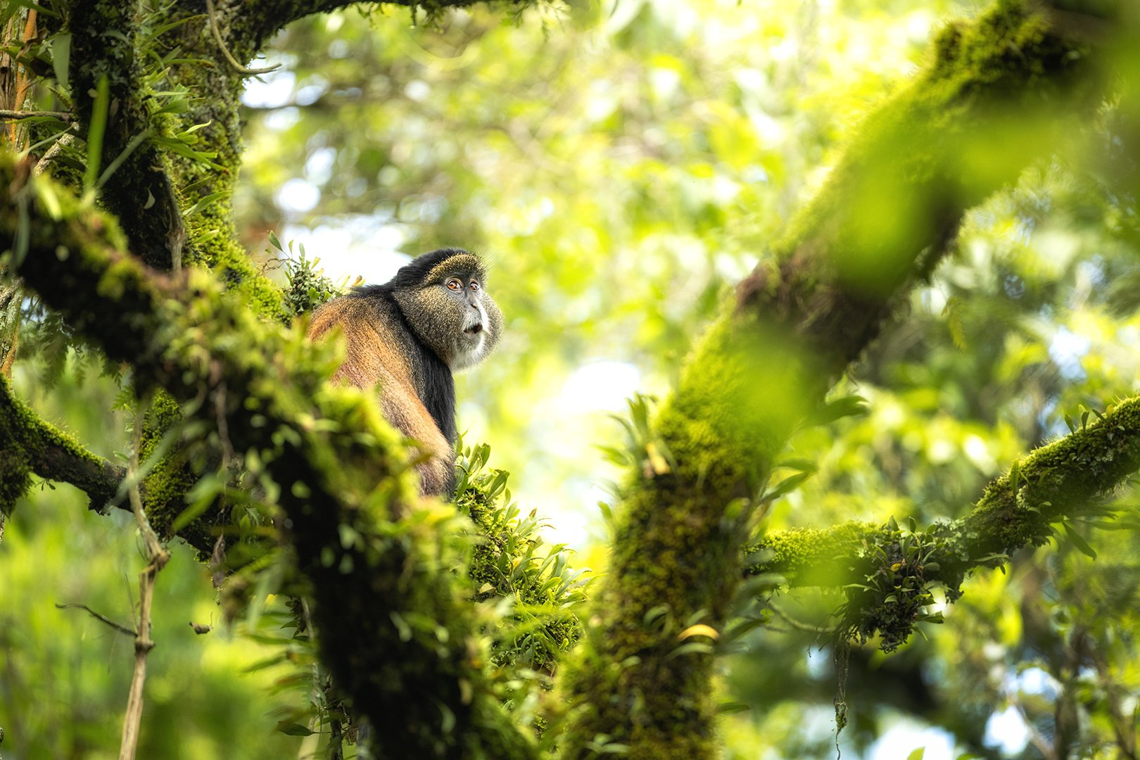 Golden monkey, Mghainga National Park