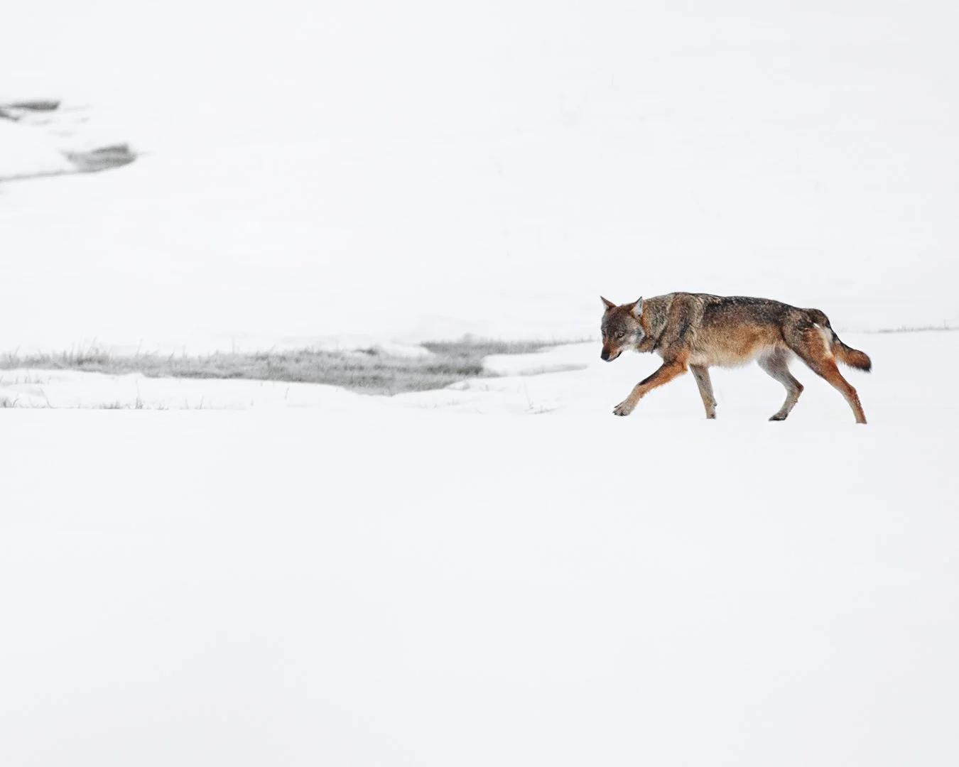 Lone wolf