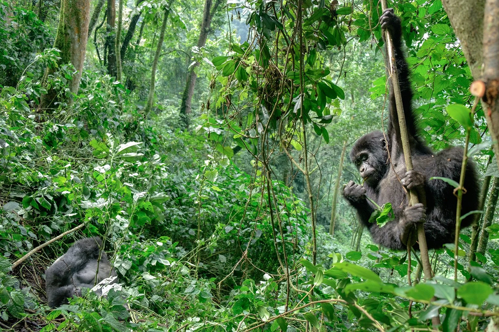 A young playful gorilla and a resting silverback