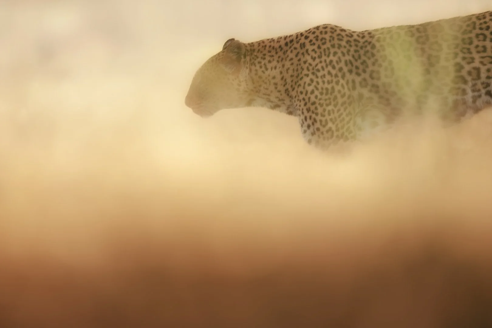 Early morning shadow, Lower Zambezi National Park
