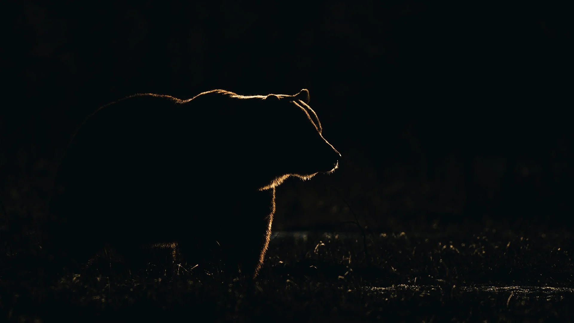 Sunset over a brown bear in Finland