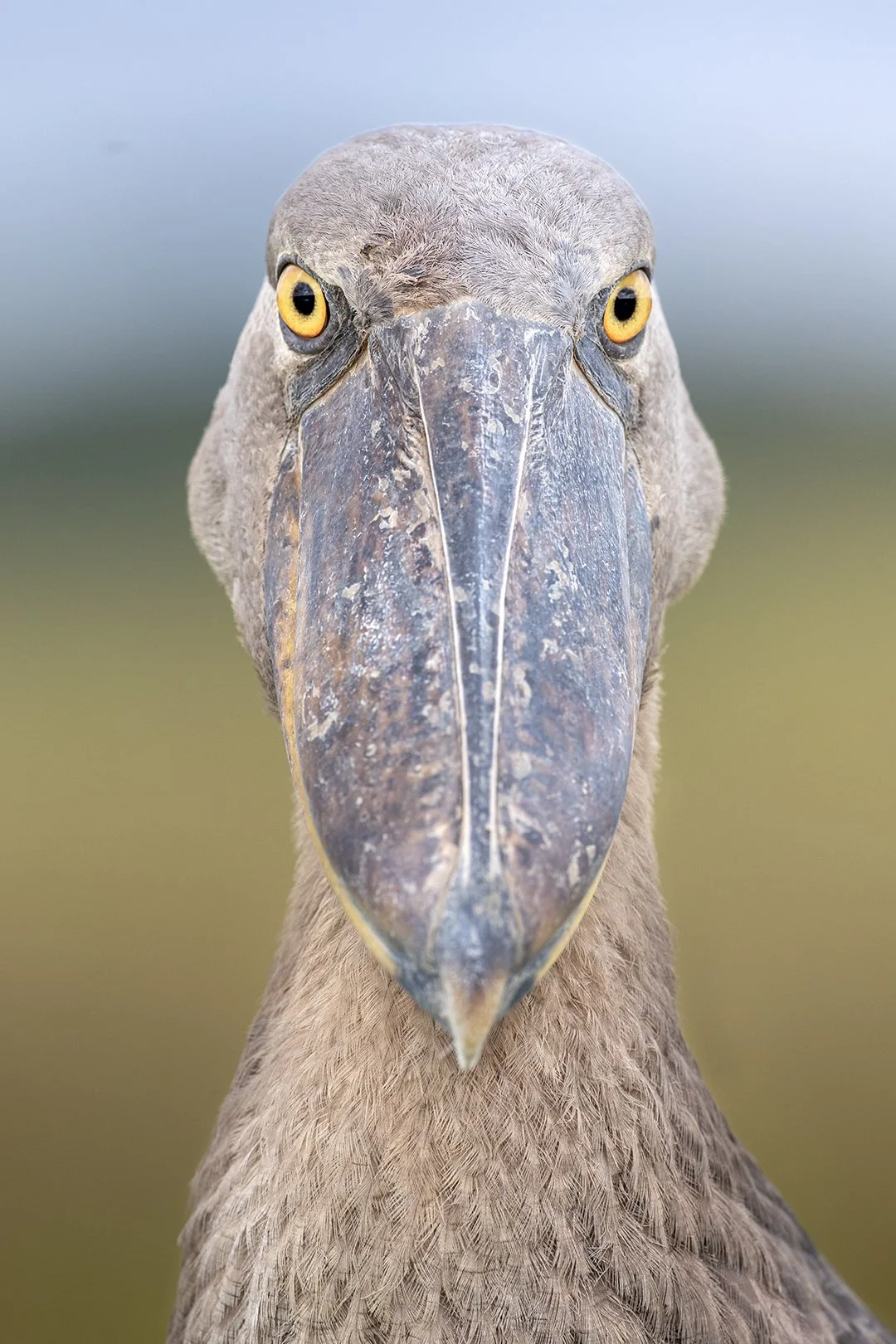 Shoebill portrait