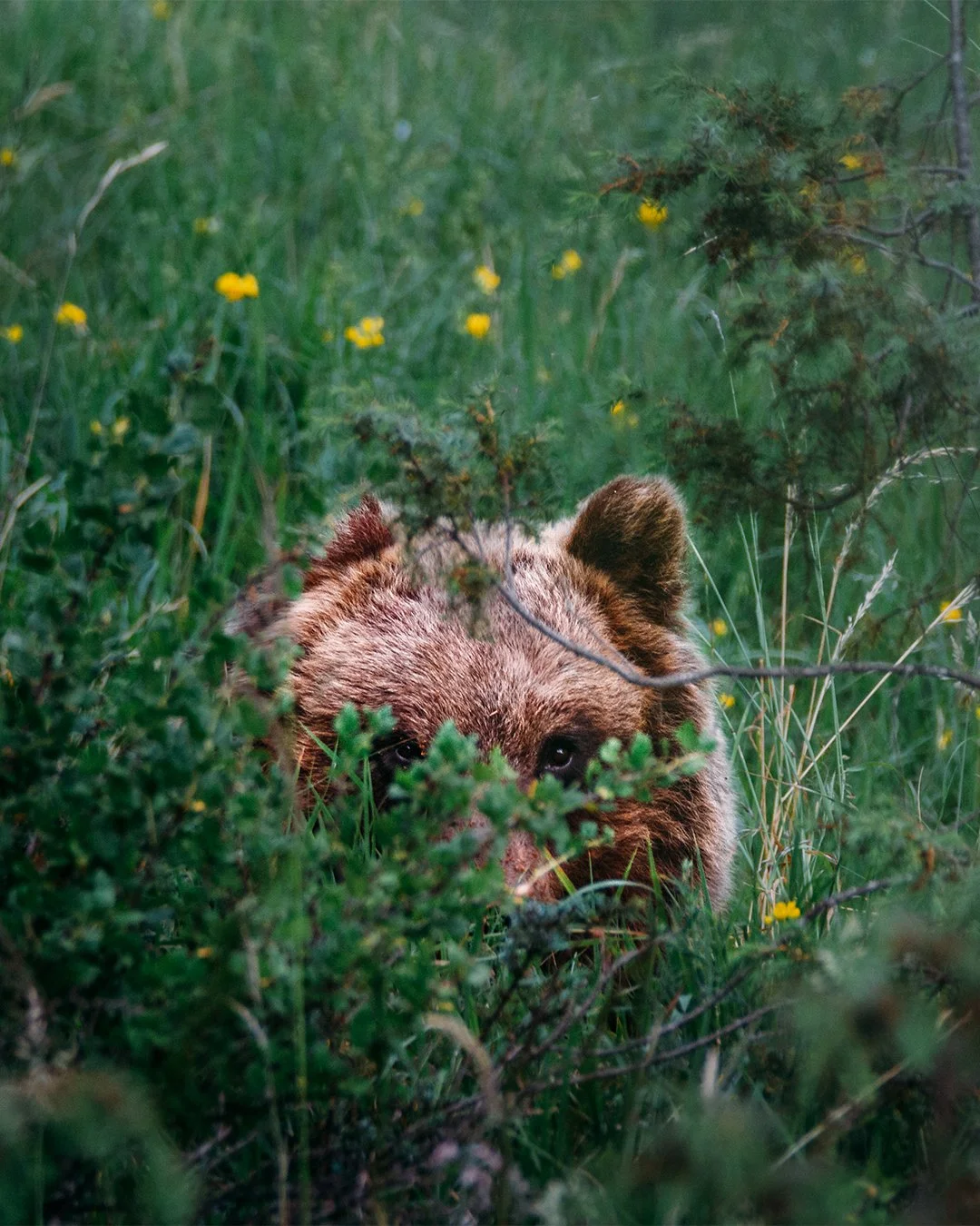 Hide and seek, marsican brown bear