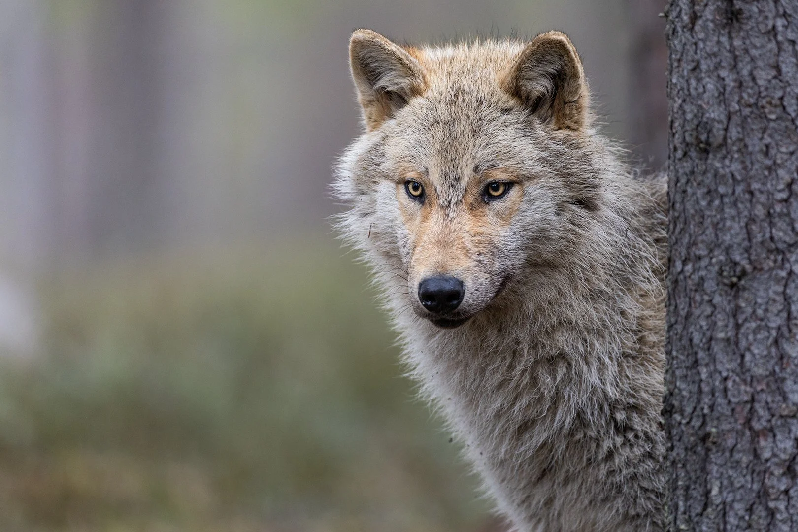 Wolf portrait, Finland