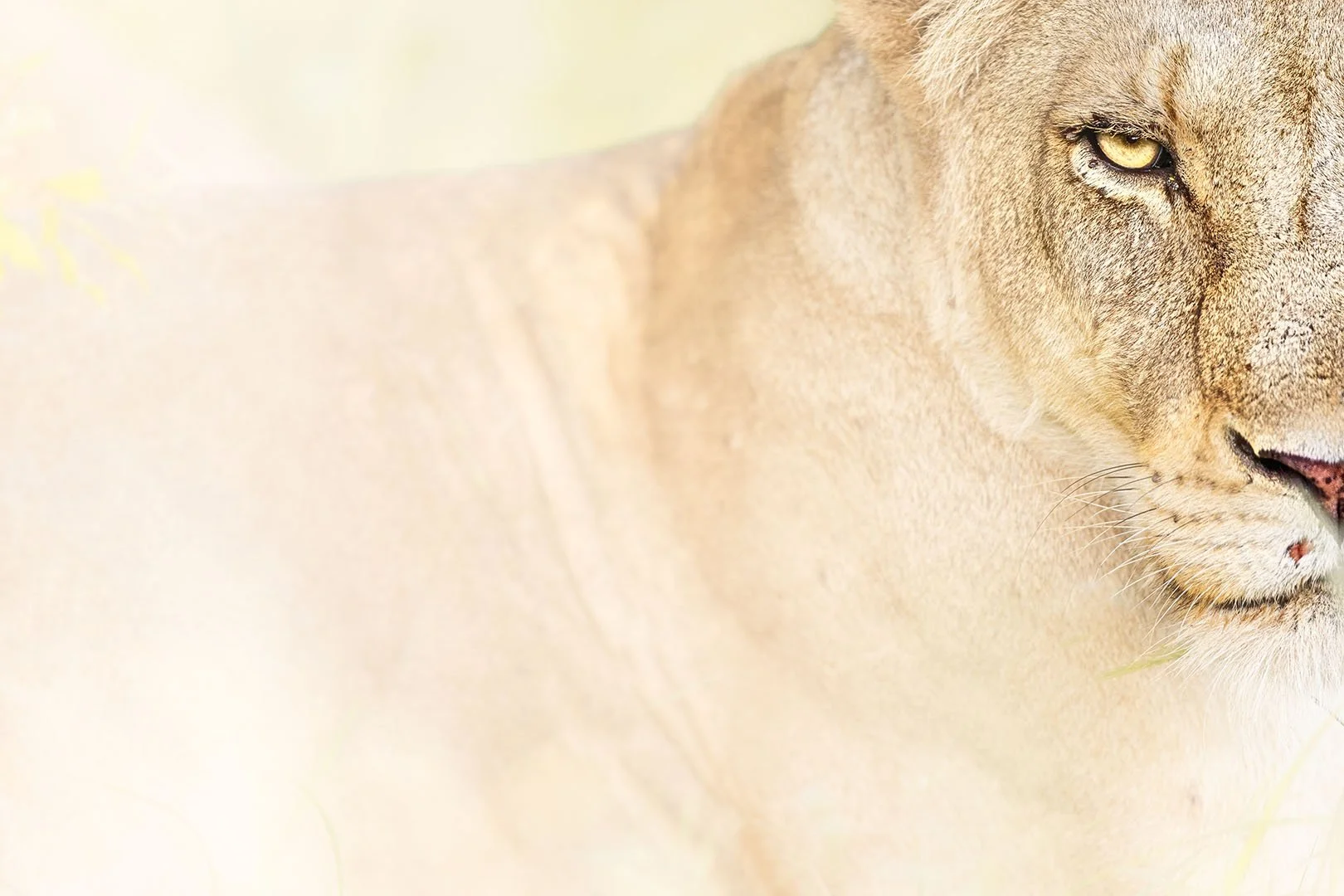 Lioness portrait
