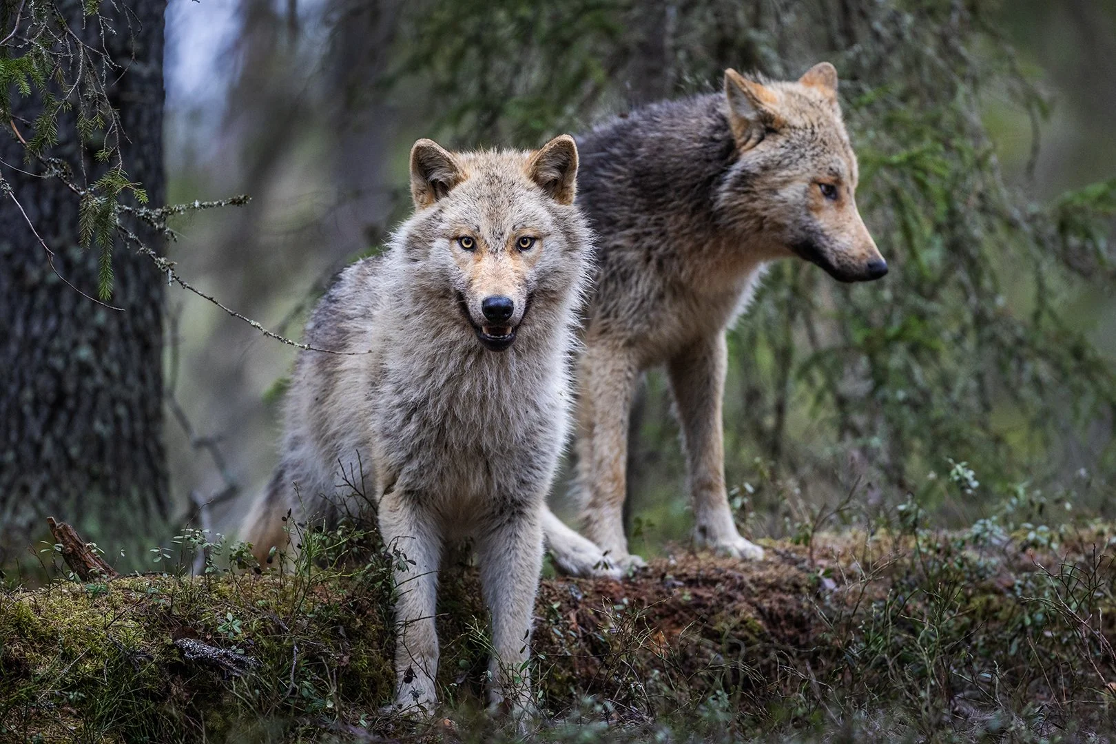 Wolves in a finnish forest