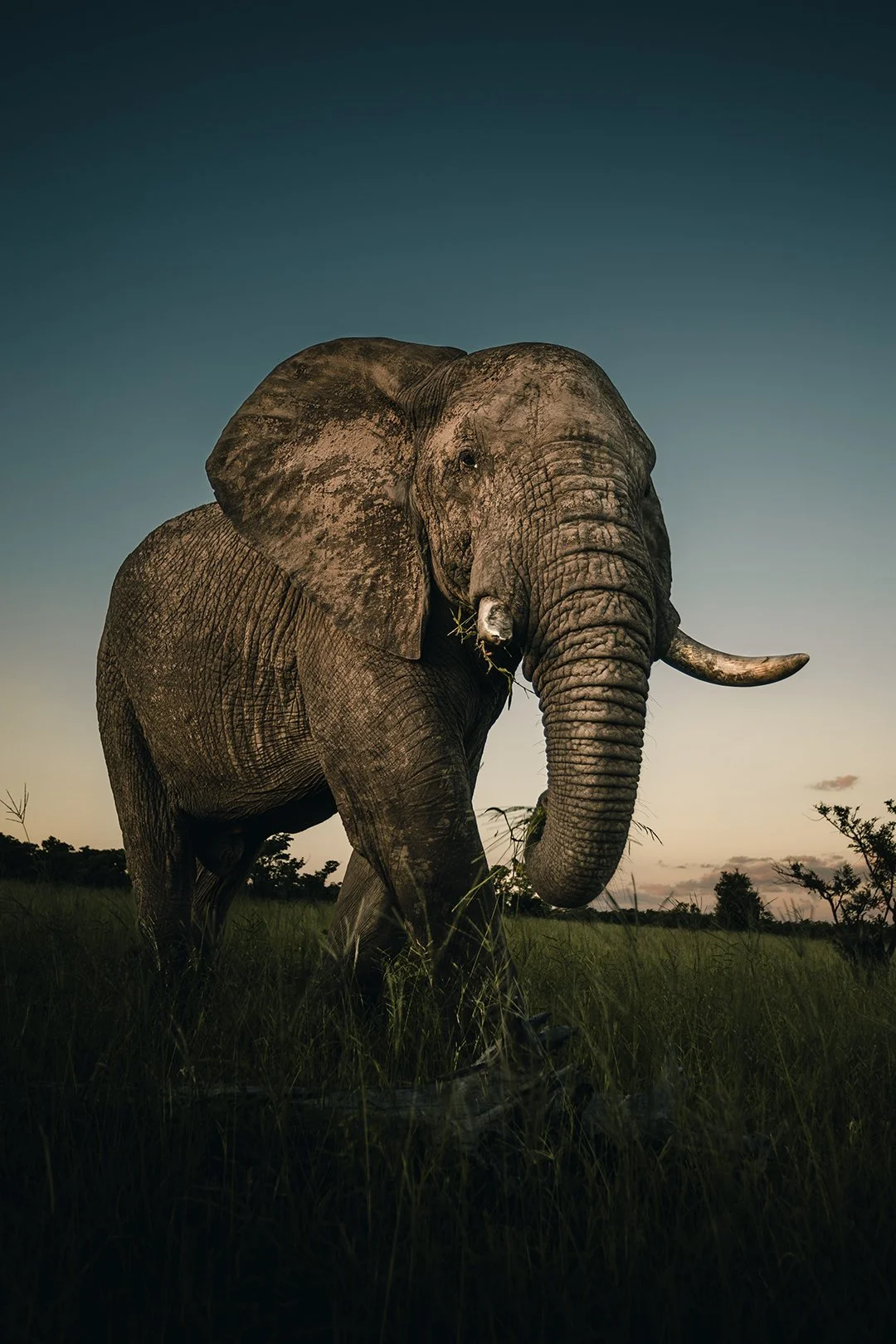 Elephant in Manyeleti Game Reserve
