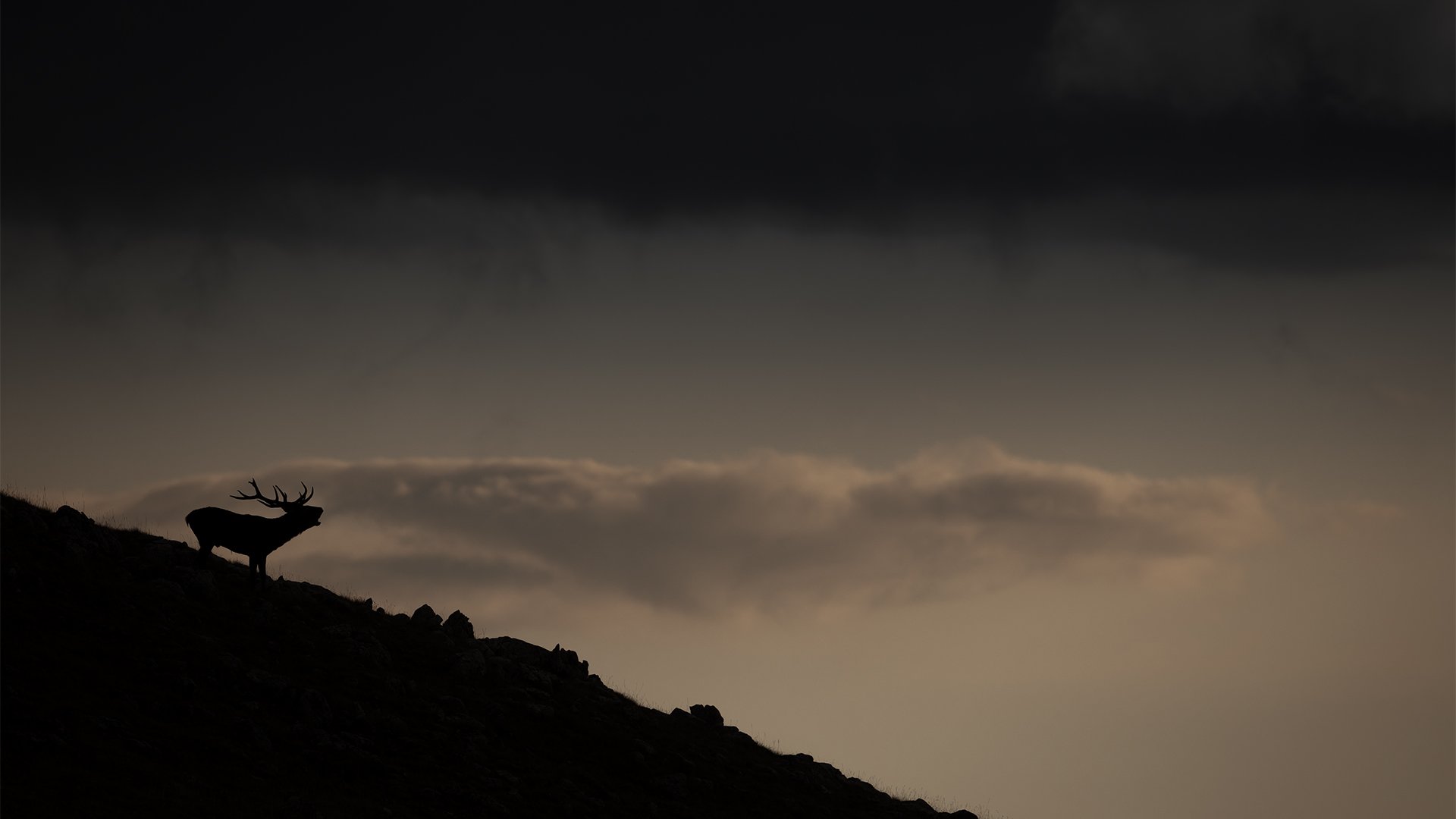 Sunset rut season