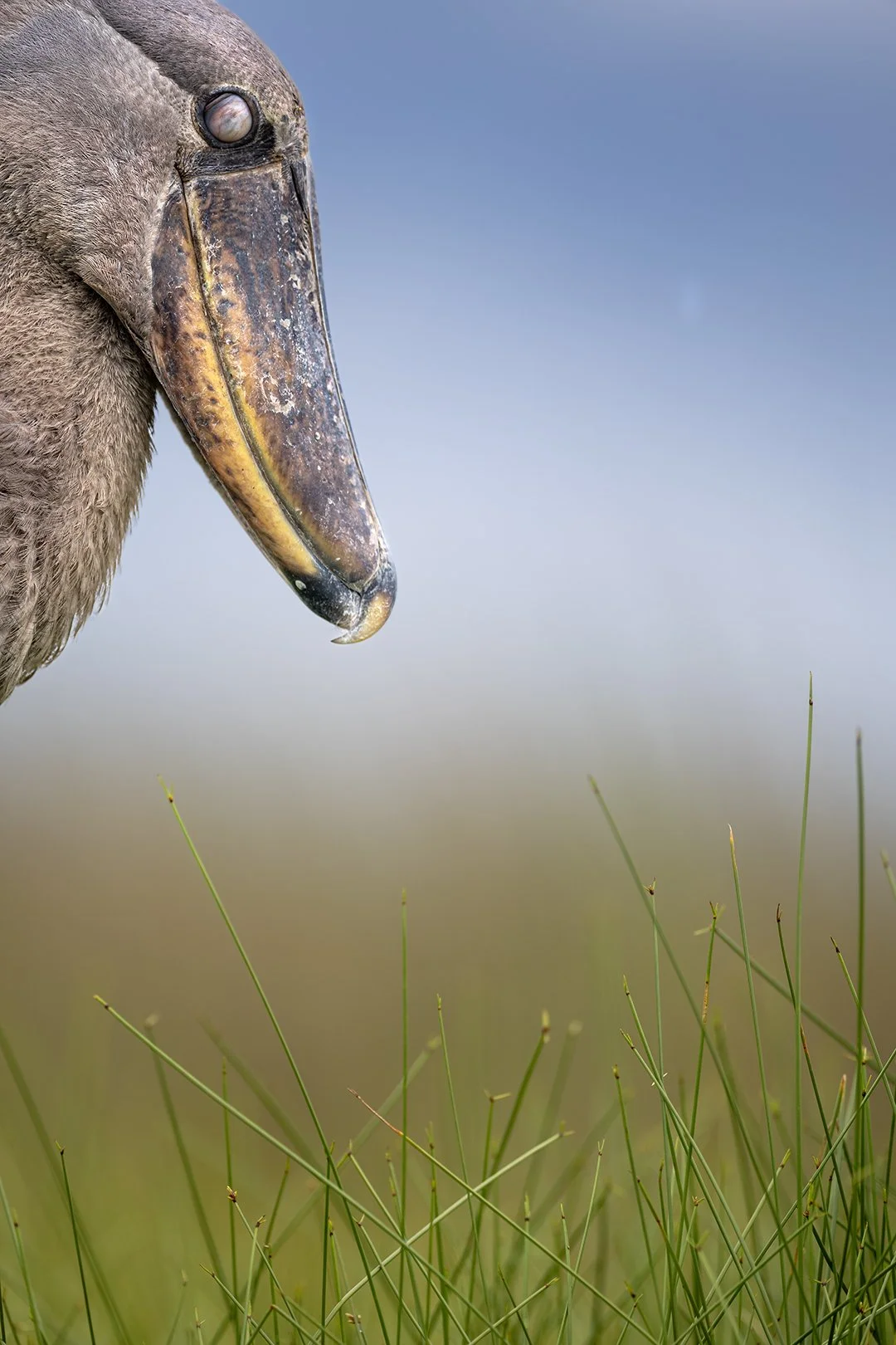 Shoebill rest