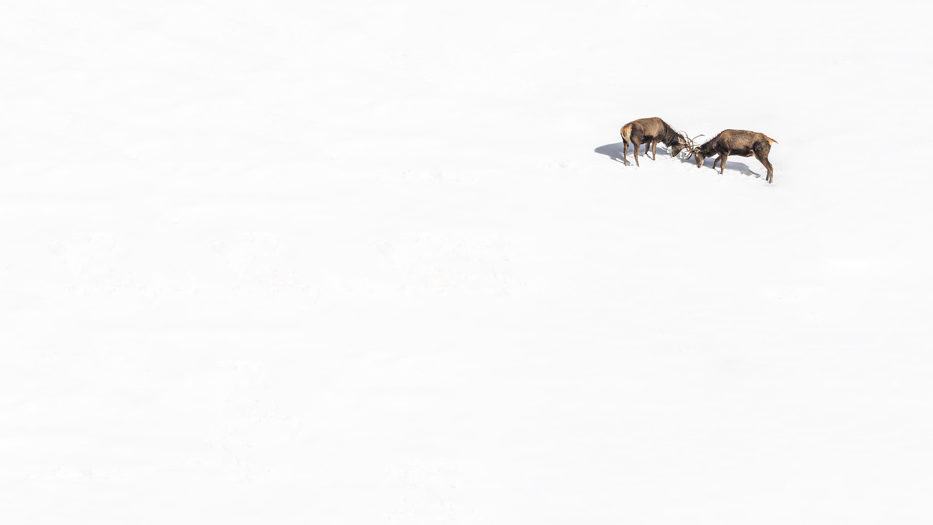 Two young deer playing in the snow