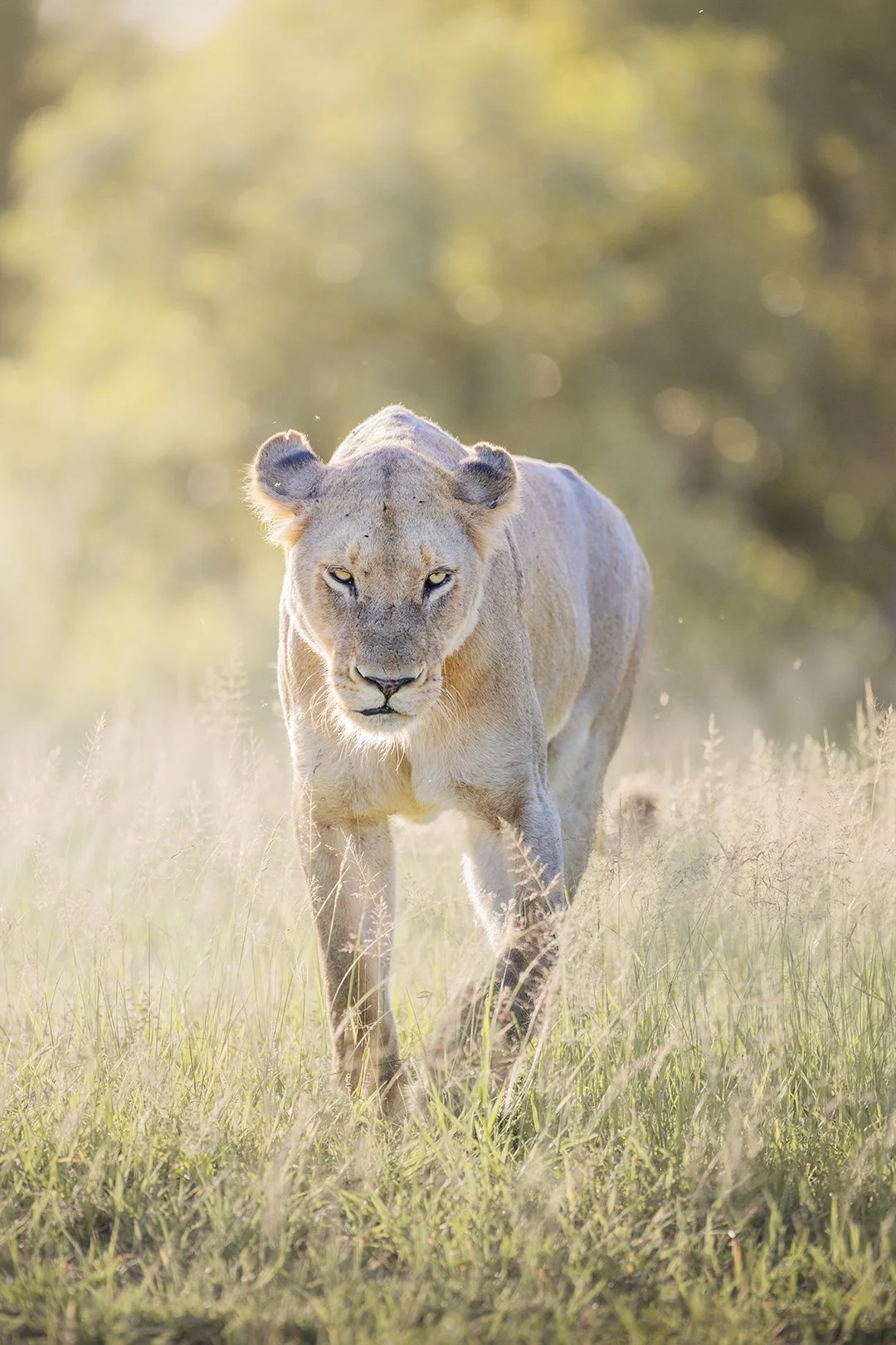 Lioness in Kruger National Park