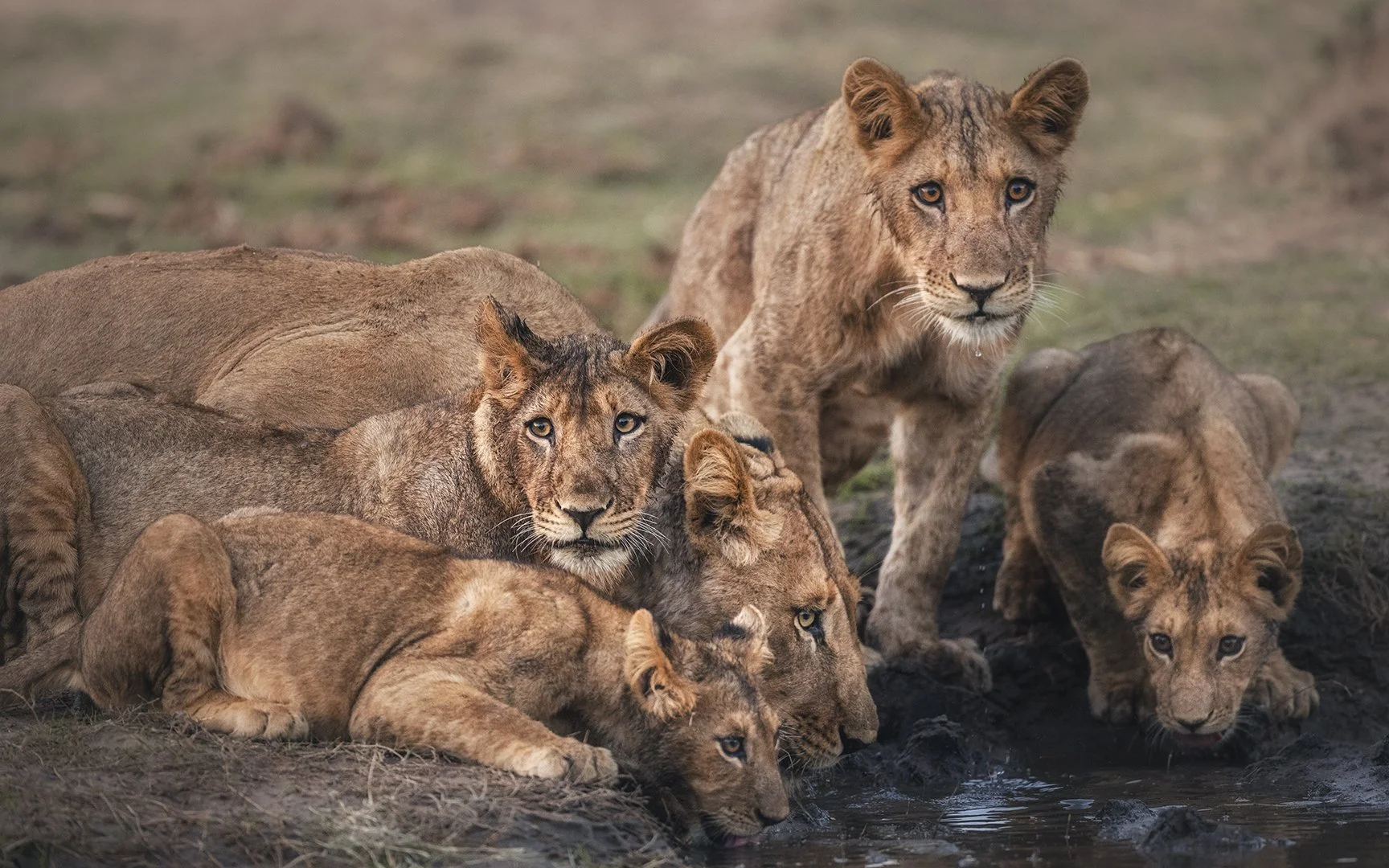 A family of lions in Zambia