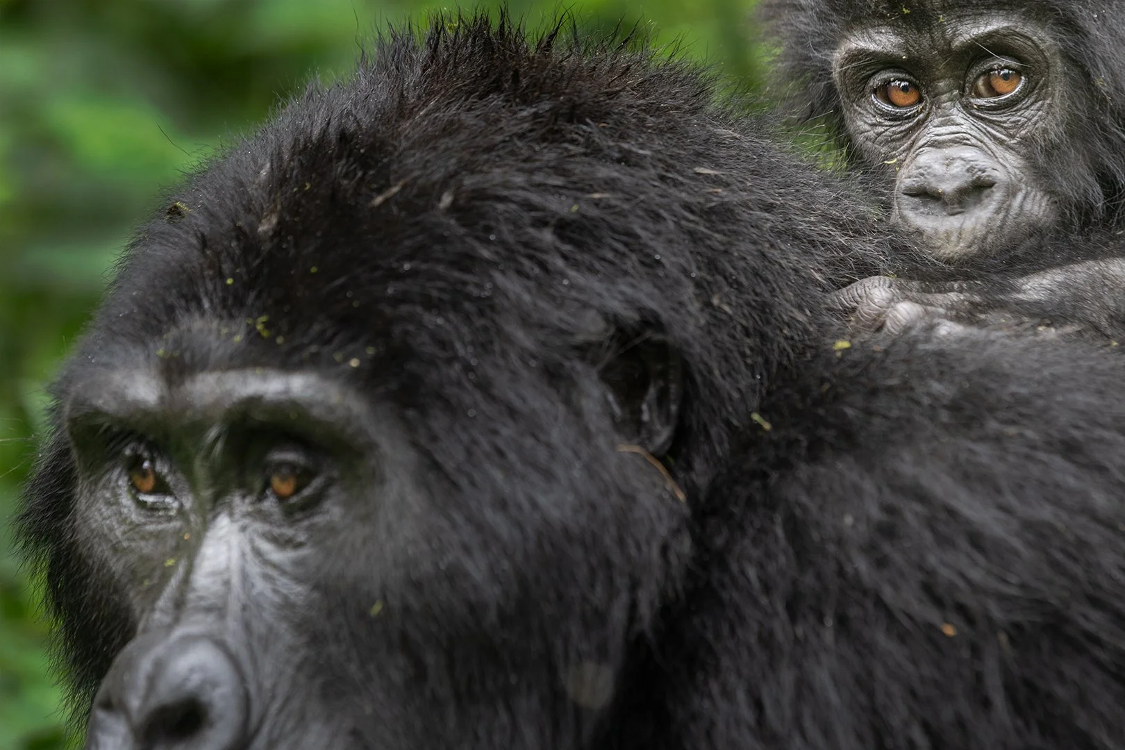 The look, Bwindi Impenetrable