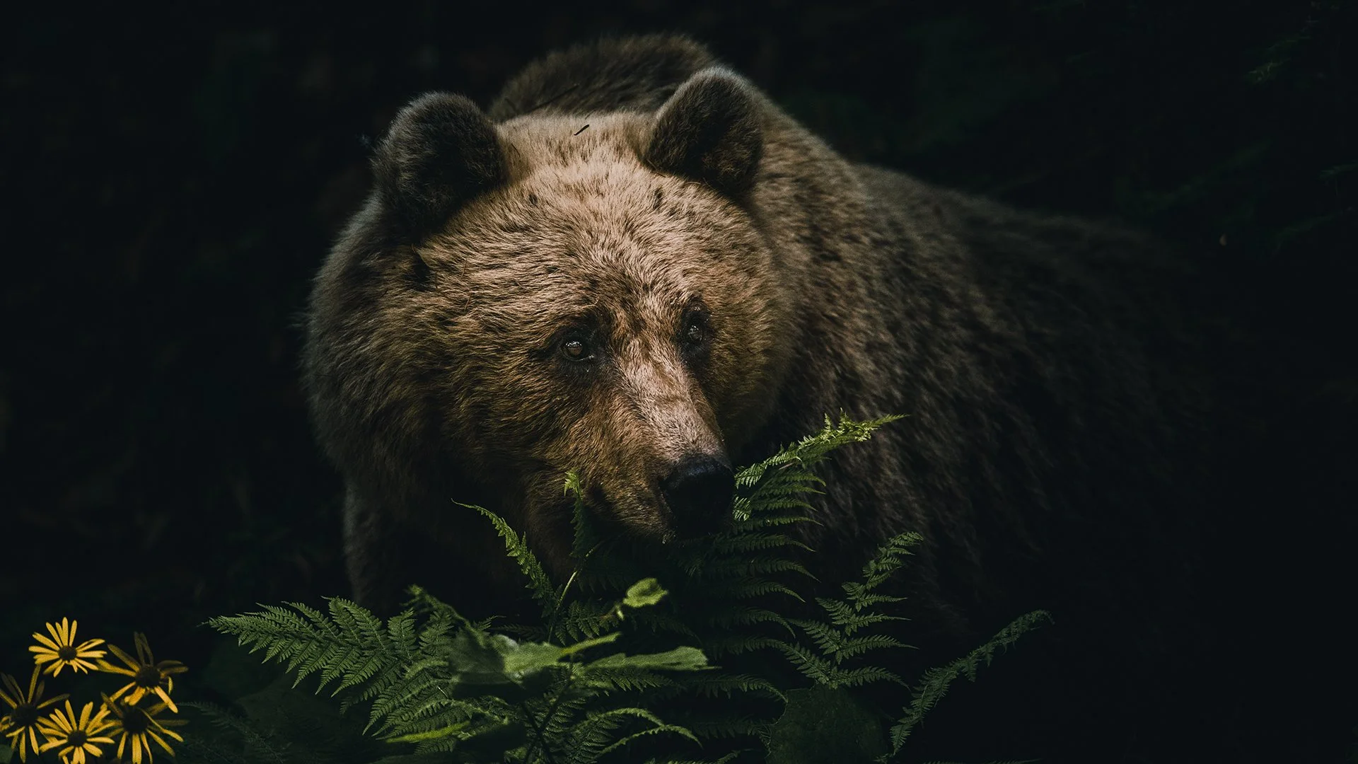 CHIAROSCURO.
