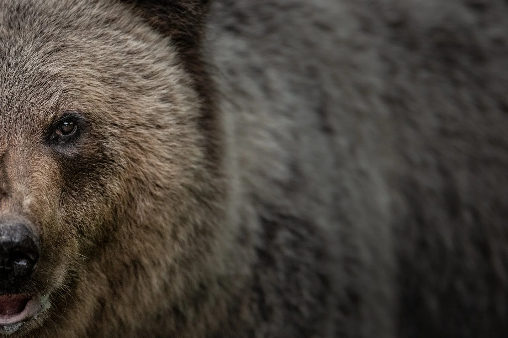 Brown bear 
