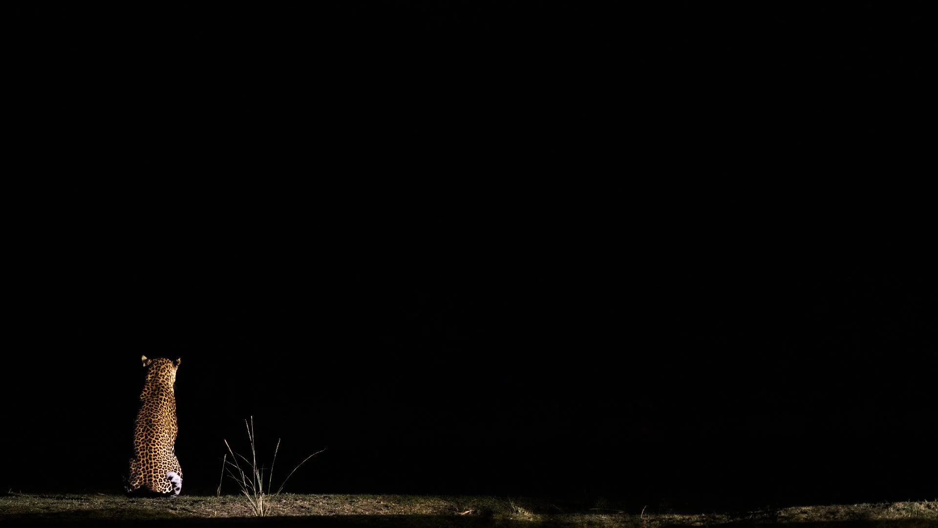 Lone leopard at night in Lower Zambezi National Park