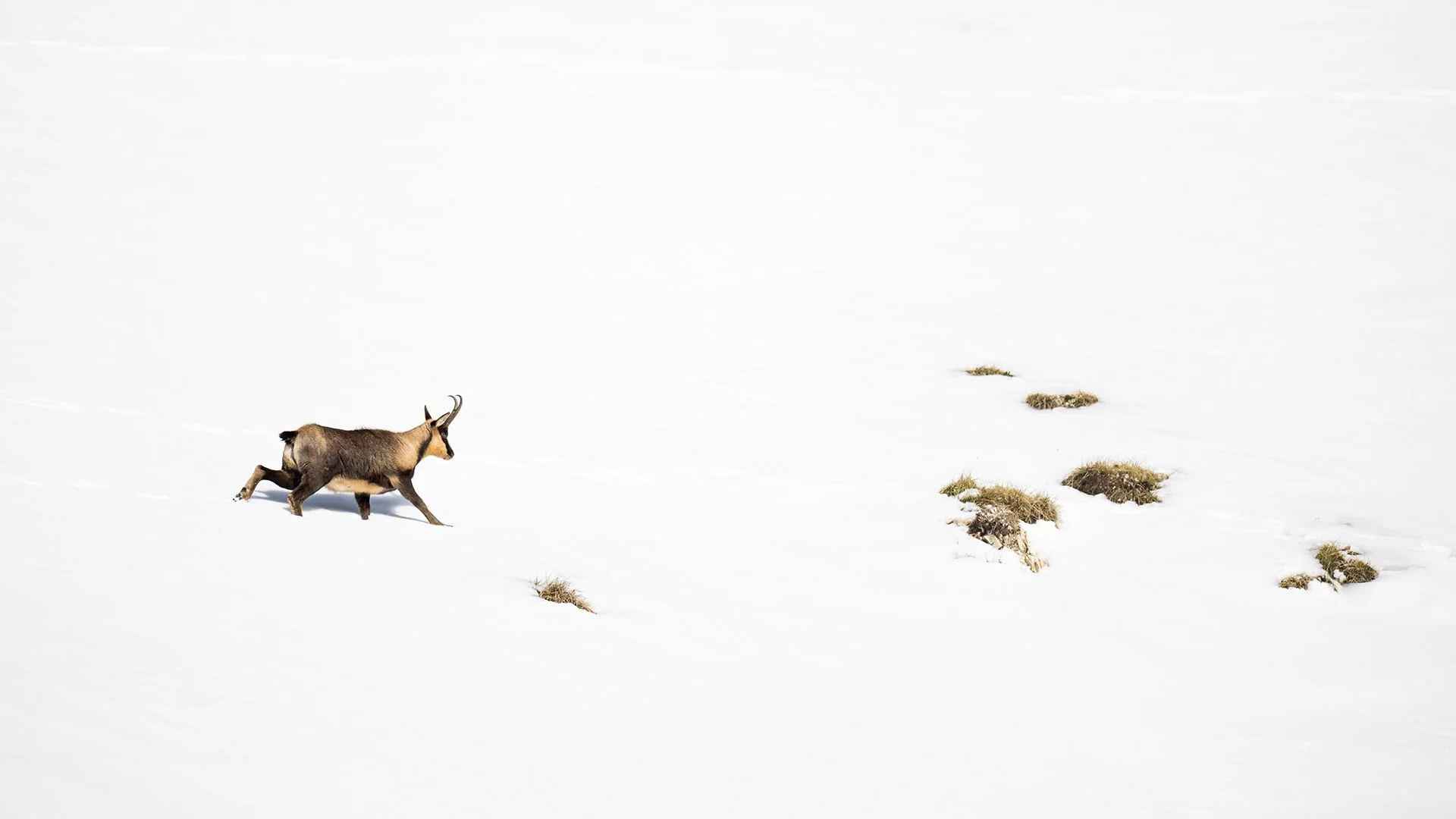 Appennine chamois in Sibillini National Park