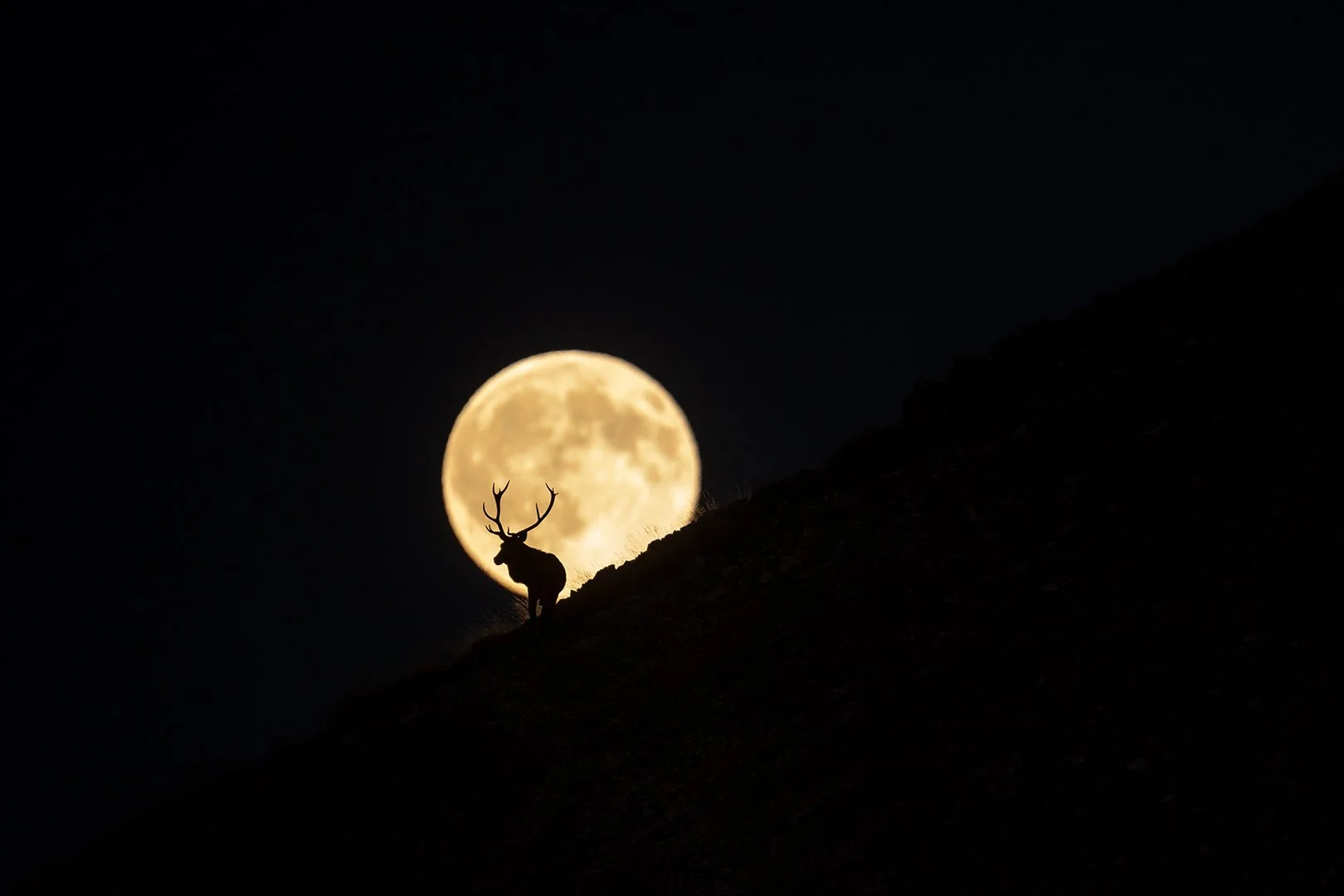 Howlin' at the moon