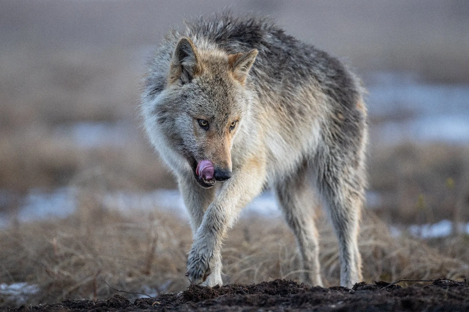 Lone wolf looking for food