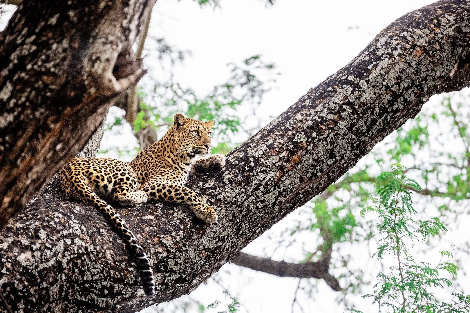 Leopard on a tree, Zambia