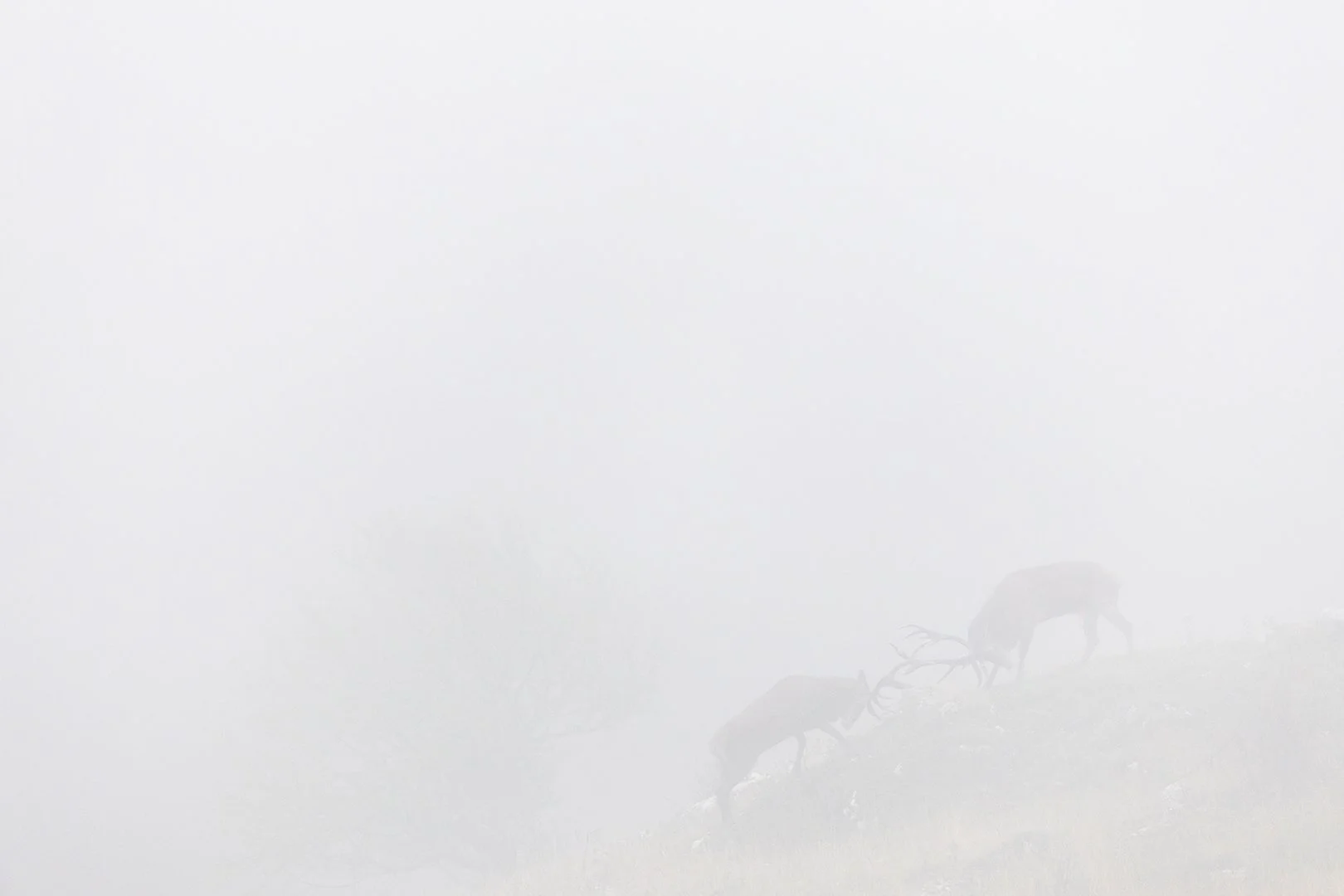 a foggy day