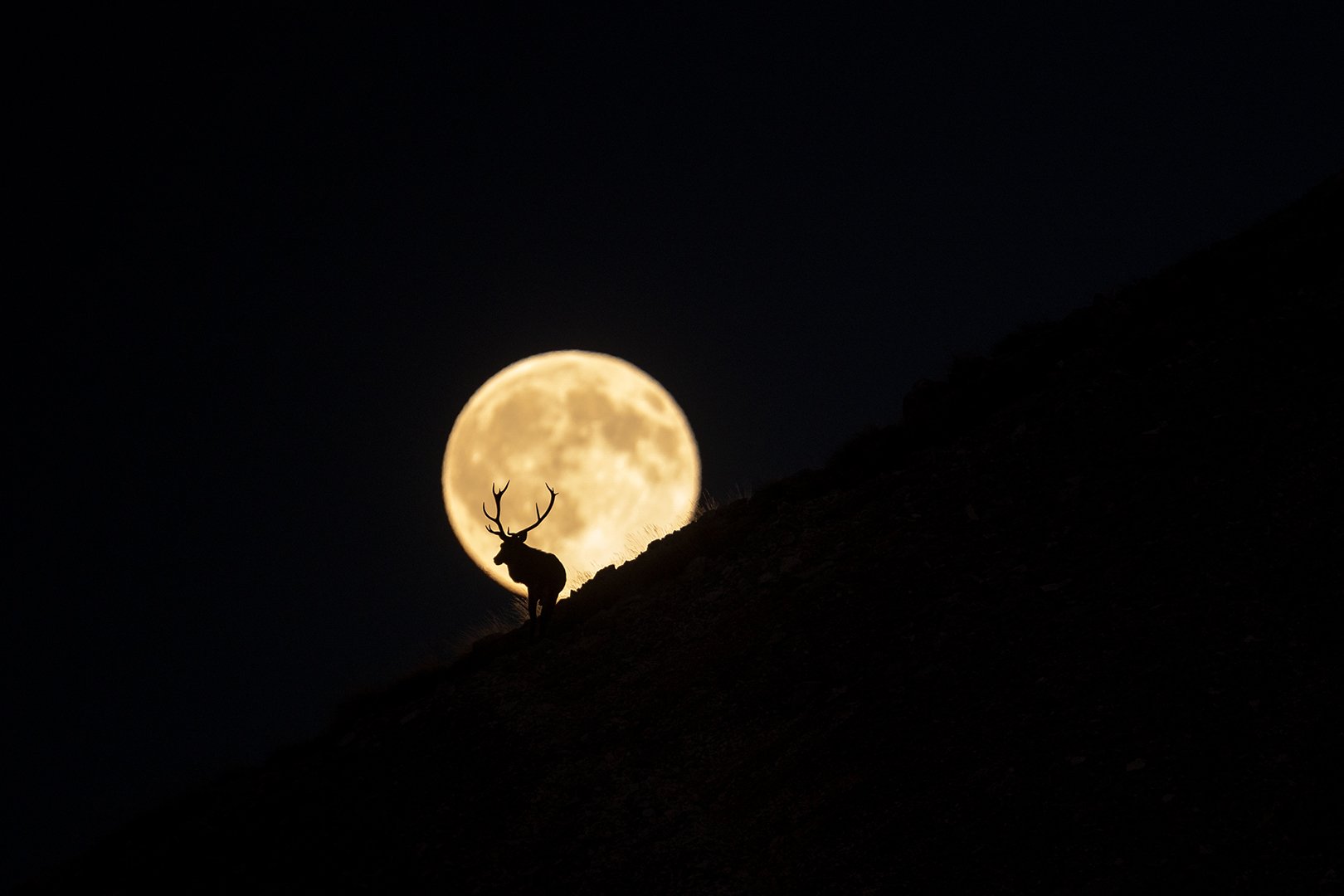 A male deer and a full moon
