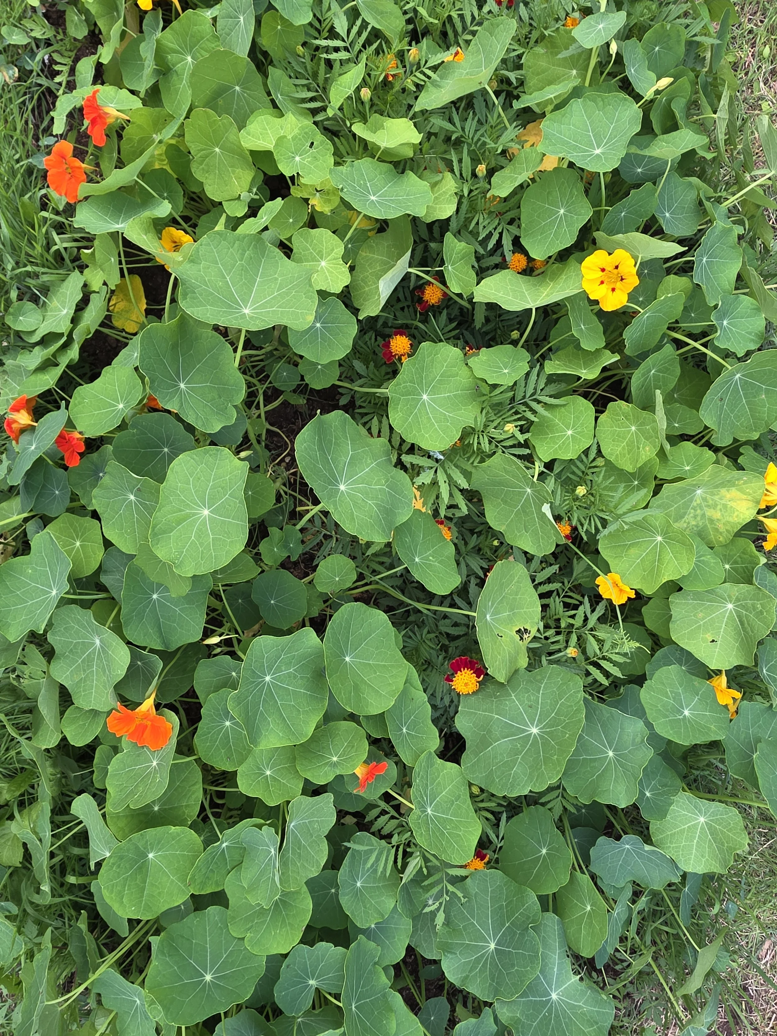 Close-up of green leafy plants with some orange and yellow flowers.