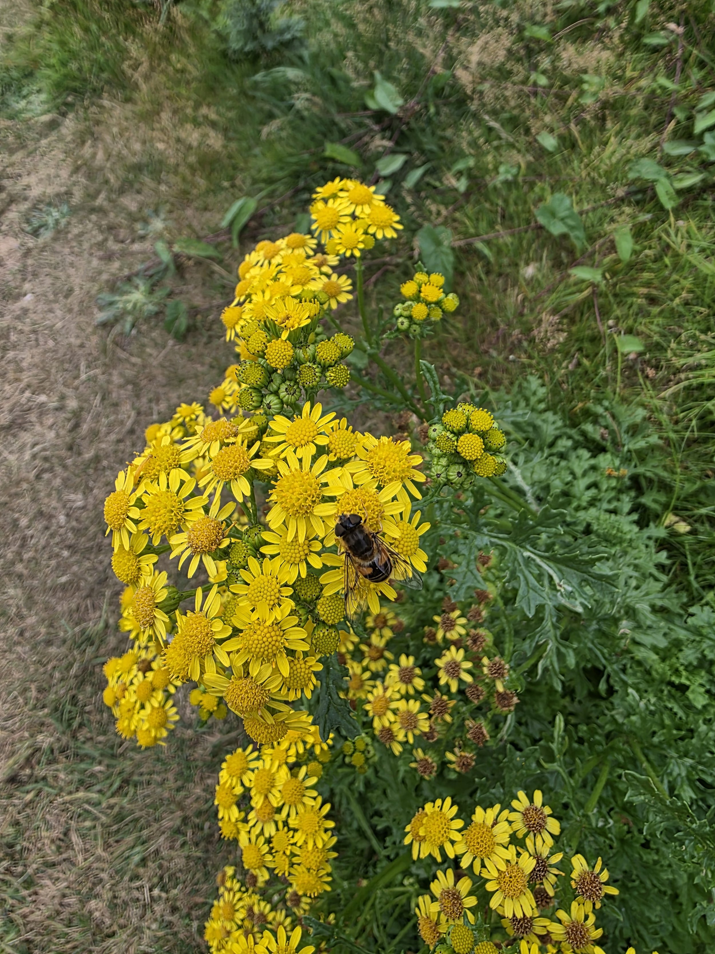 Close-up of yellow flowers with green leaves on a stem, with a bee collecting nectar, set against a background of grass and foliage.