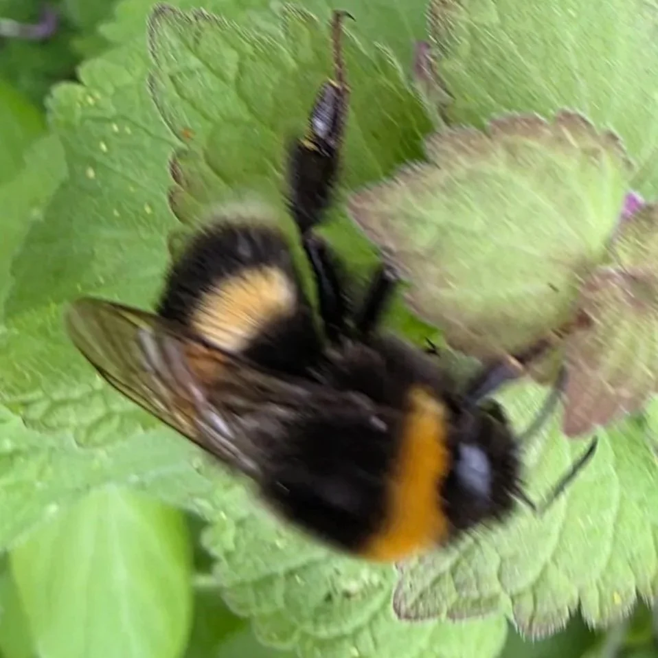 Close-up of a bumblebee on a green leaf.