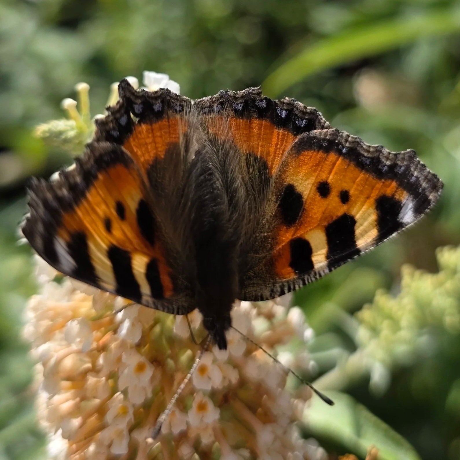 Close-up of an orange and black butterfly resting on white flowers, with green foliage in the background.