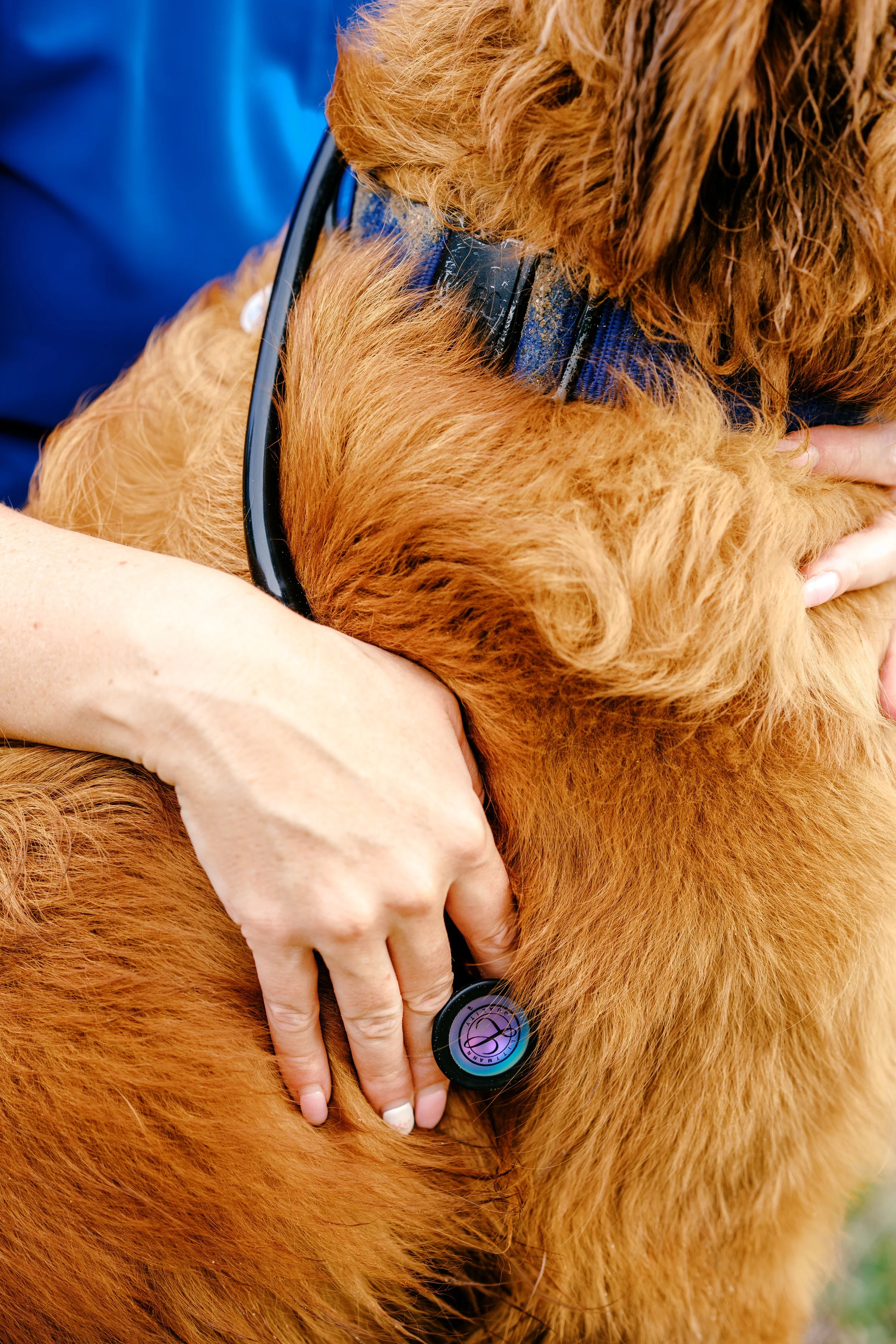 A veterinarian or handler hugging a large, fluffy, golden retriever dog wearing a blue collar, with a dog tag attached.