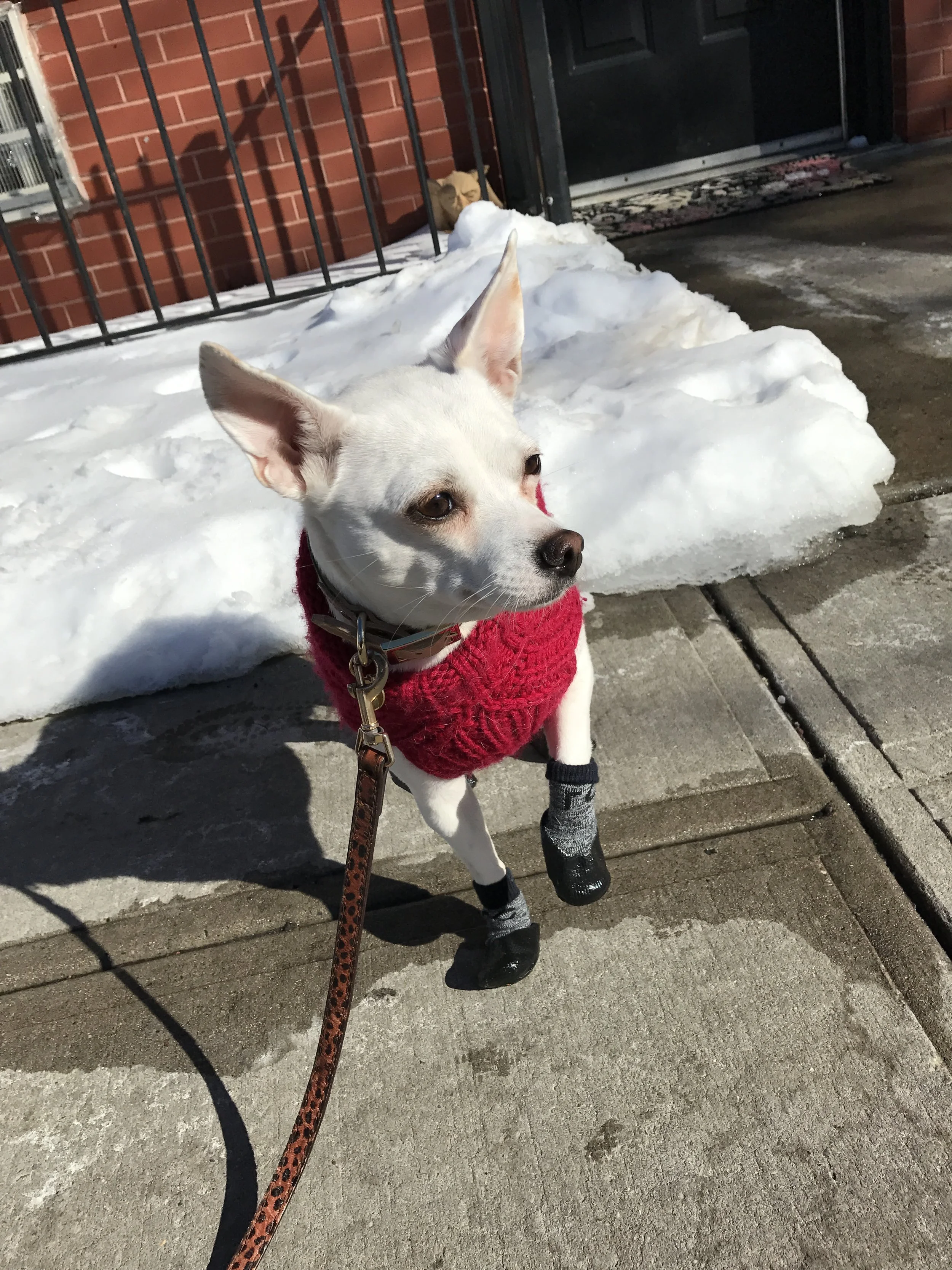 15 Minute Walk (Quick Pee)