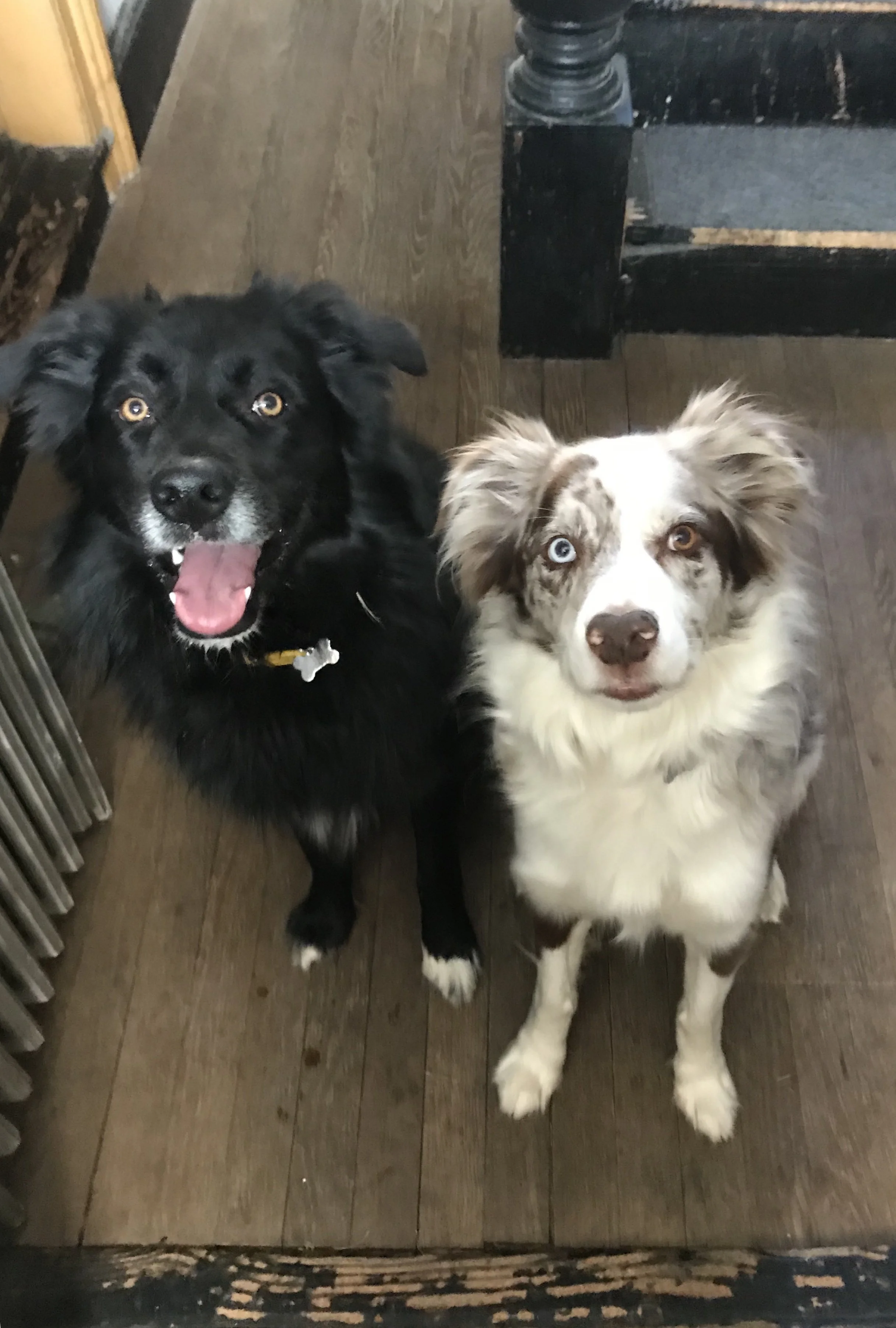 In-home Pet Sitting