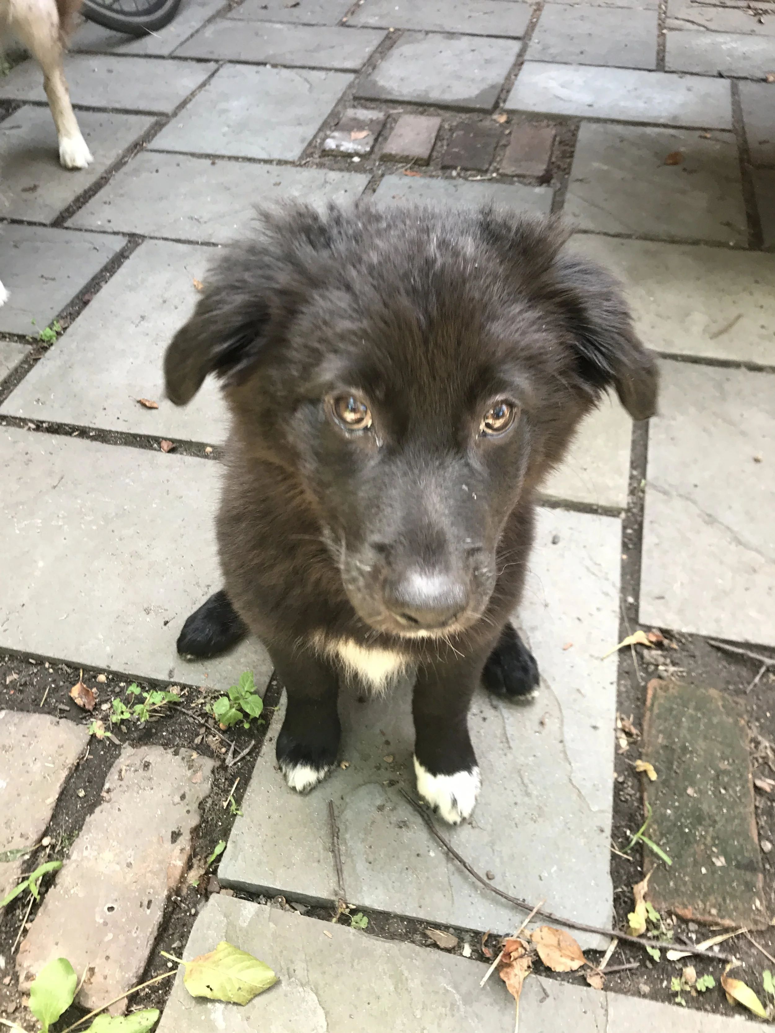 Puppy Training