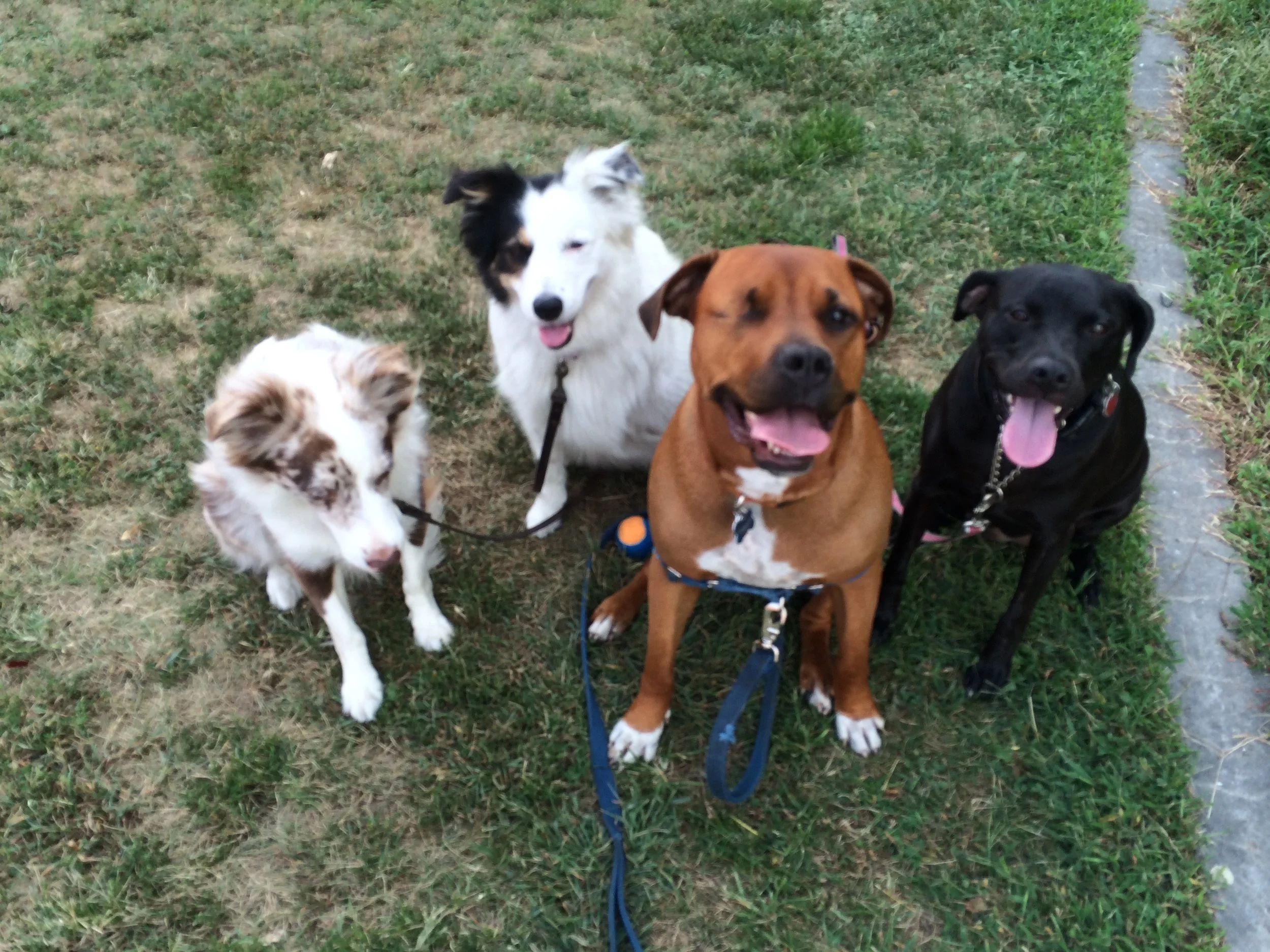 30 Minute Dog Walk