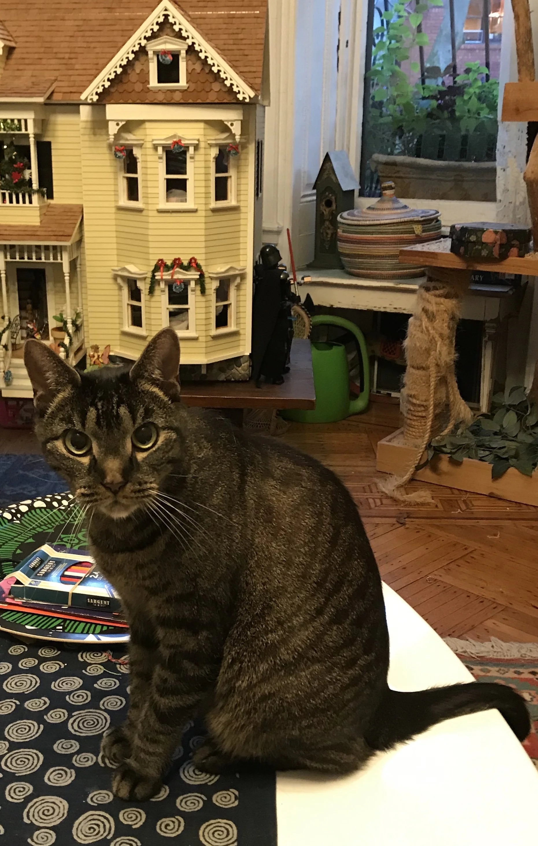 In-home Cat/Pet Visit