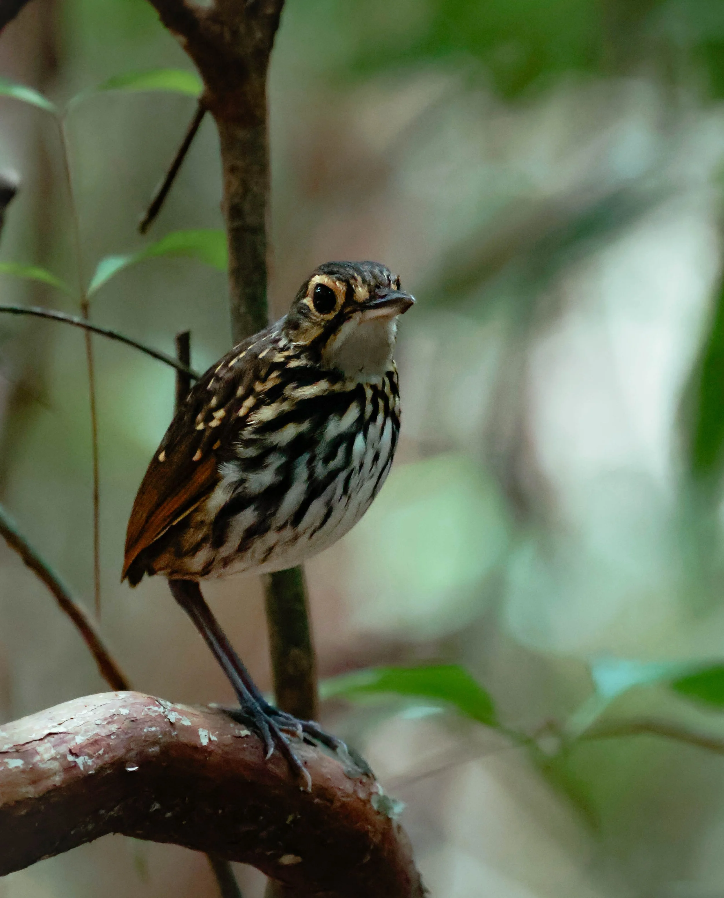 A bird perched on a branch among green leaves, with a focus on its head and body.