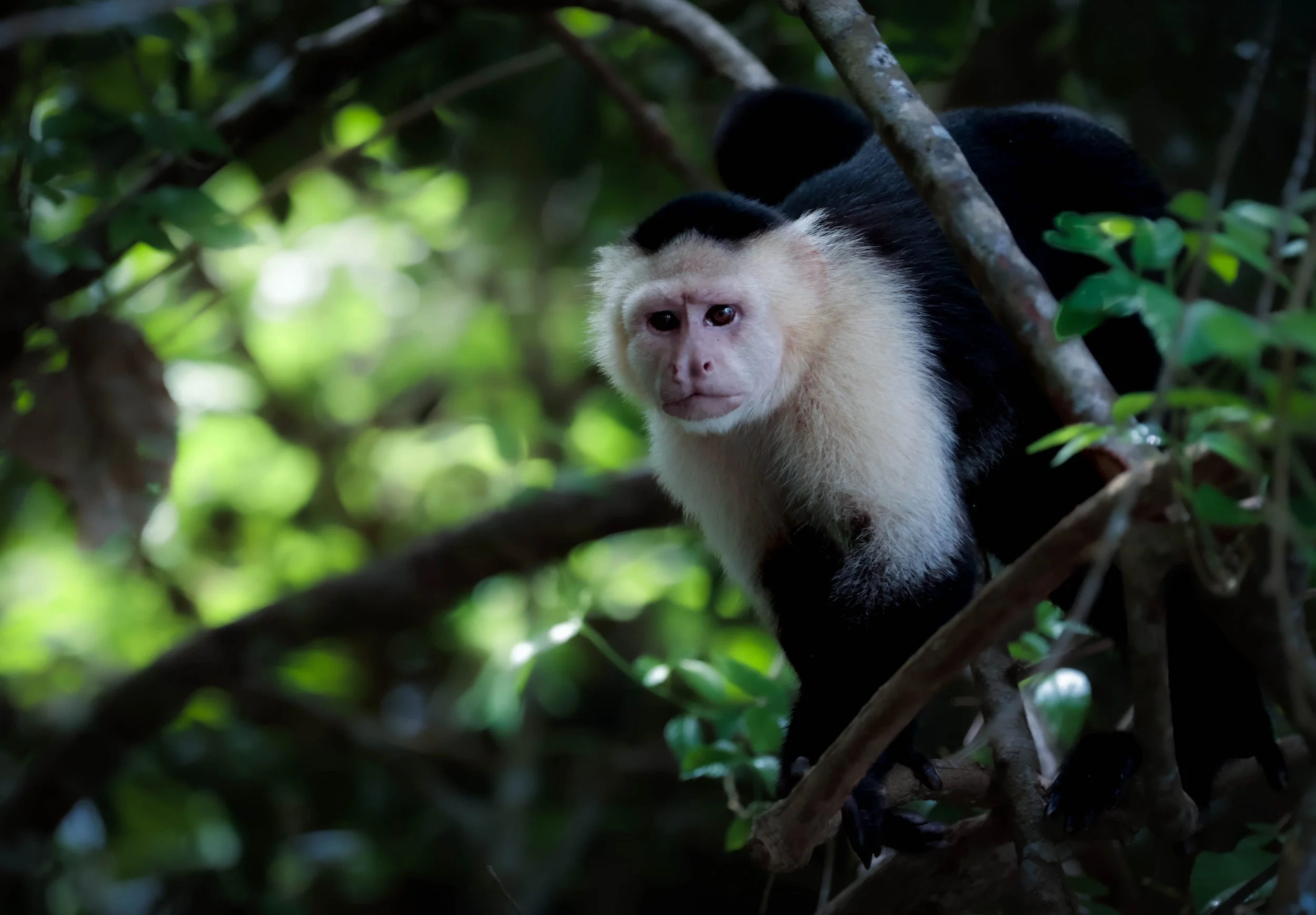 White-faced capuchin monkey