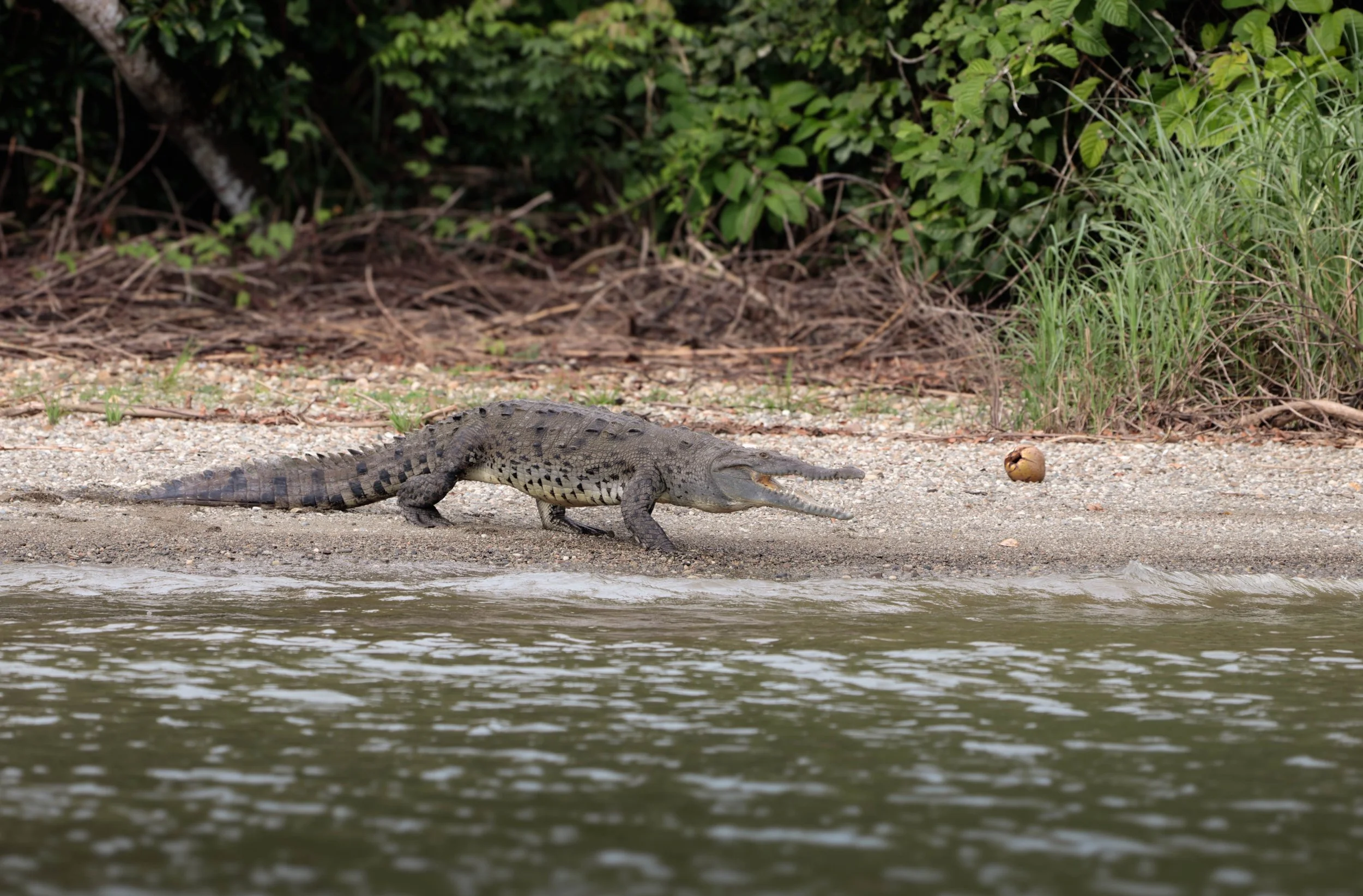 American crocodile, Gatun lake Panama Canal