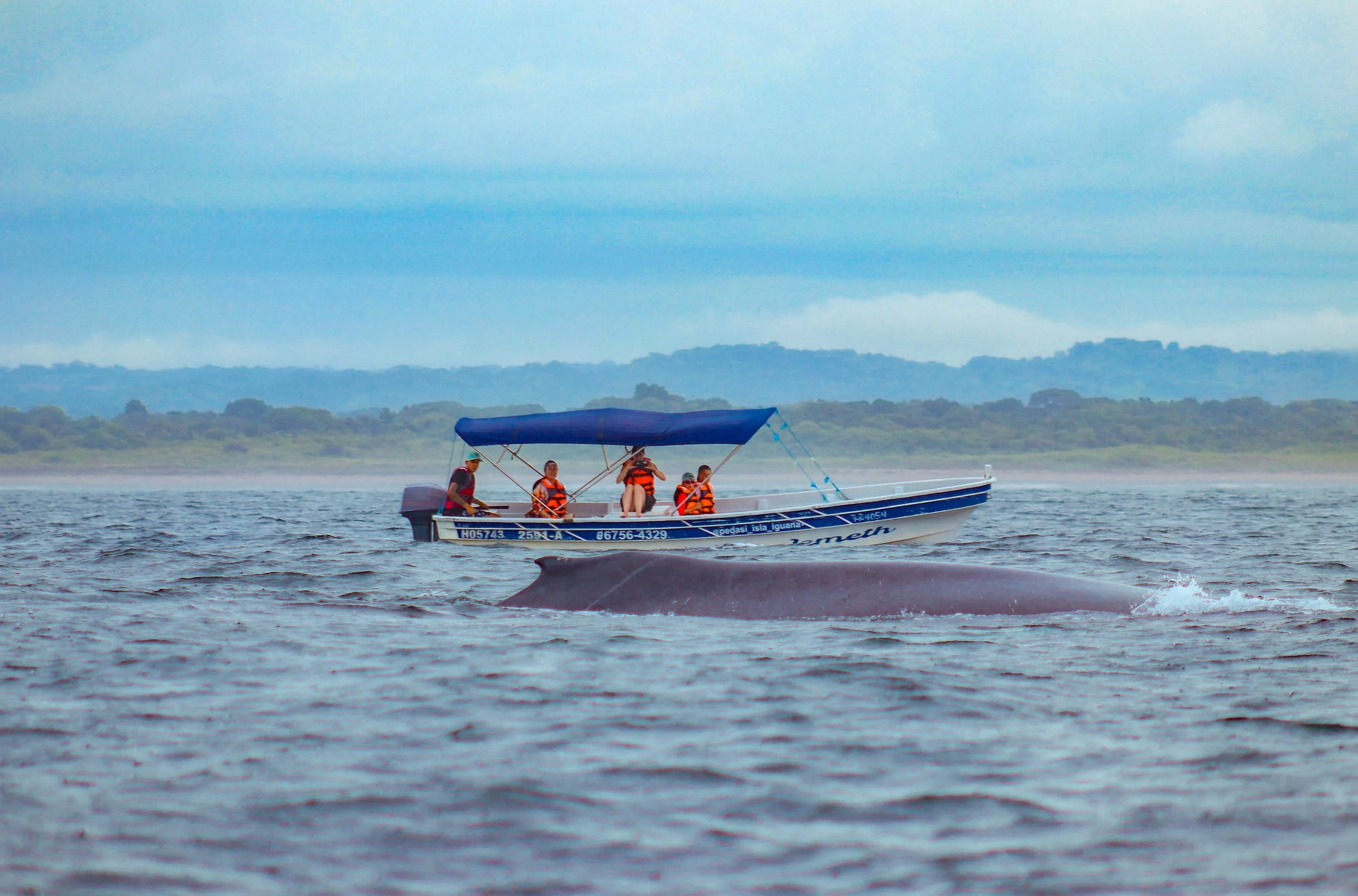 Humpback whale, Pedasi, Panama